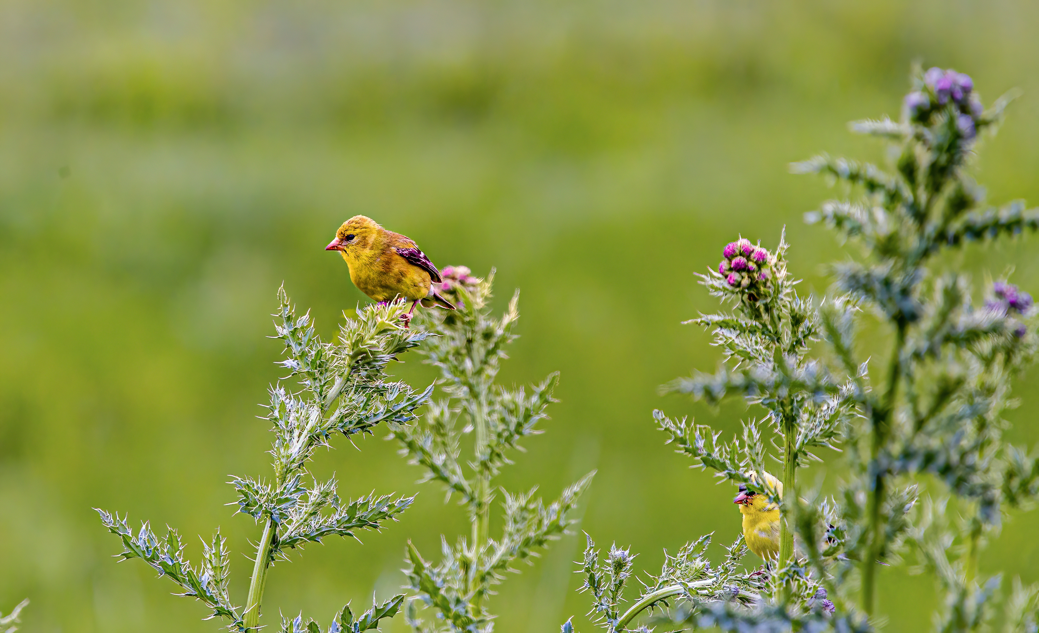 American Goldfinch (2)
