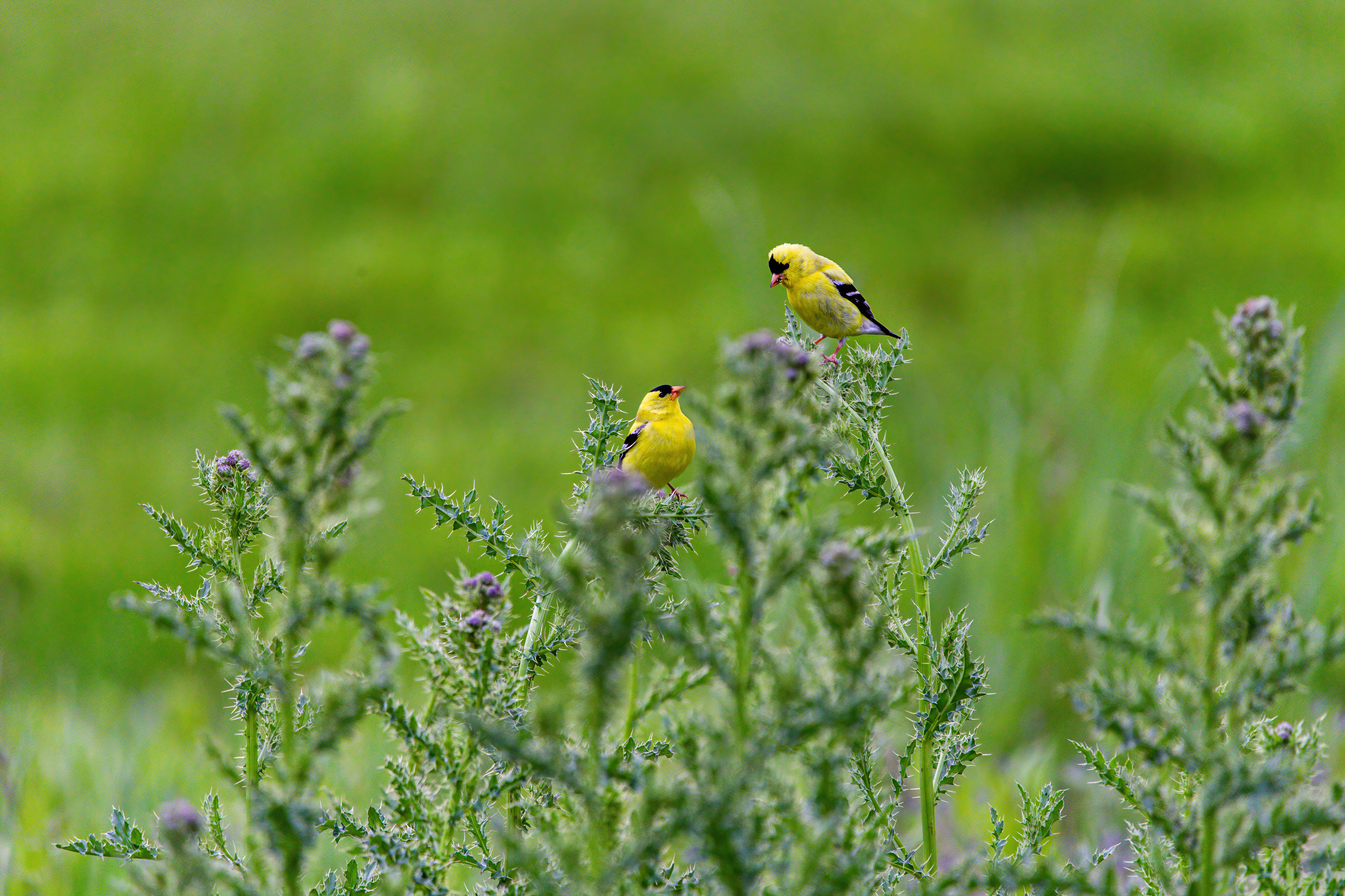 American Goldfinch (3)