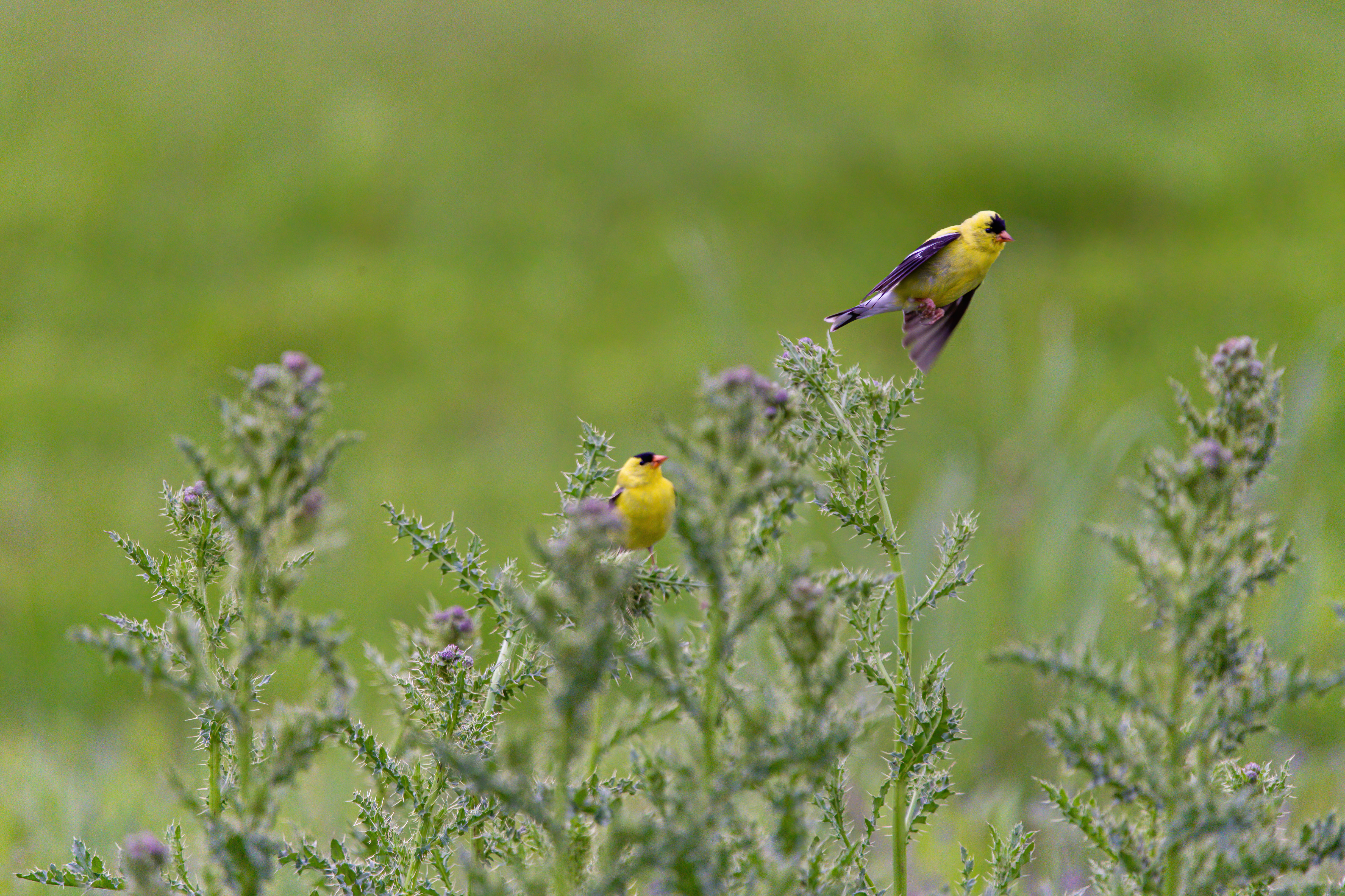 American Goldfinch (4)