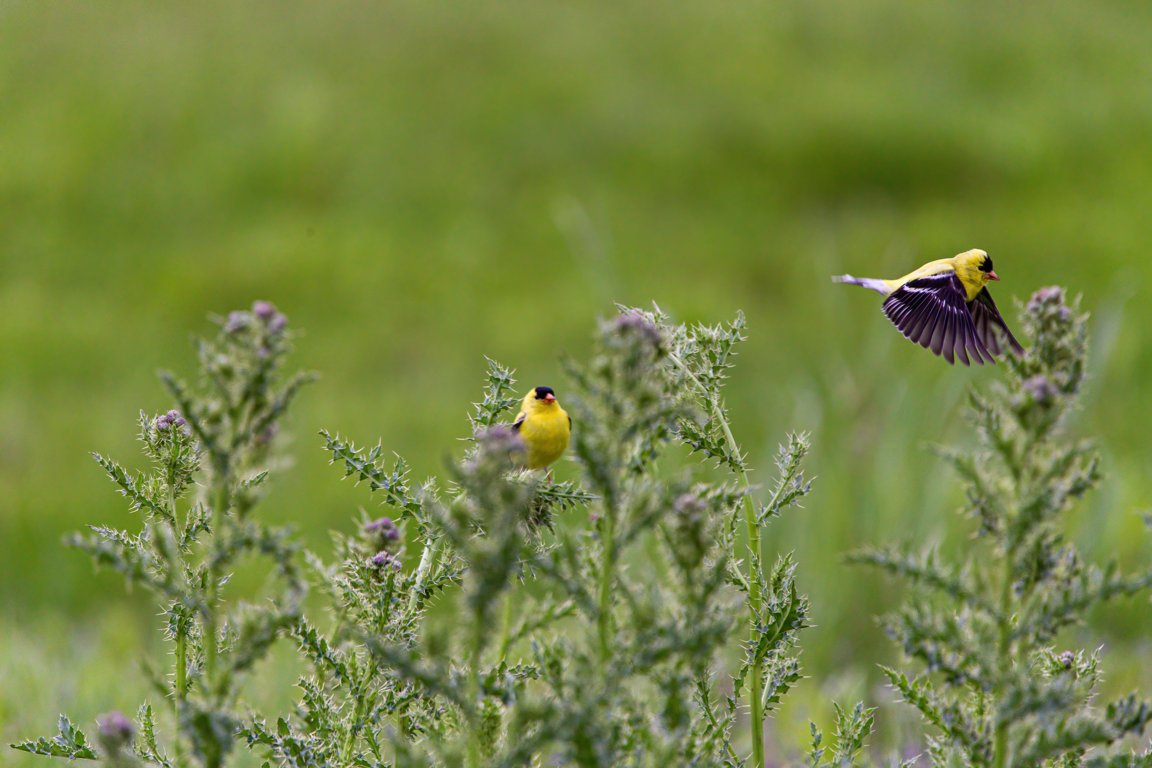 American Goldfinch (5)