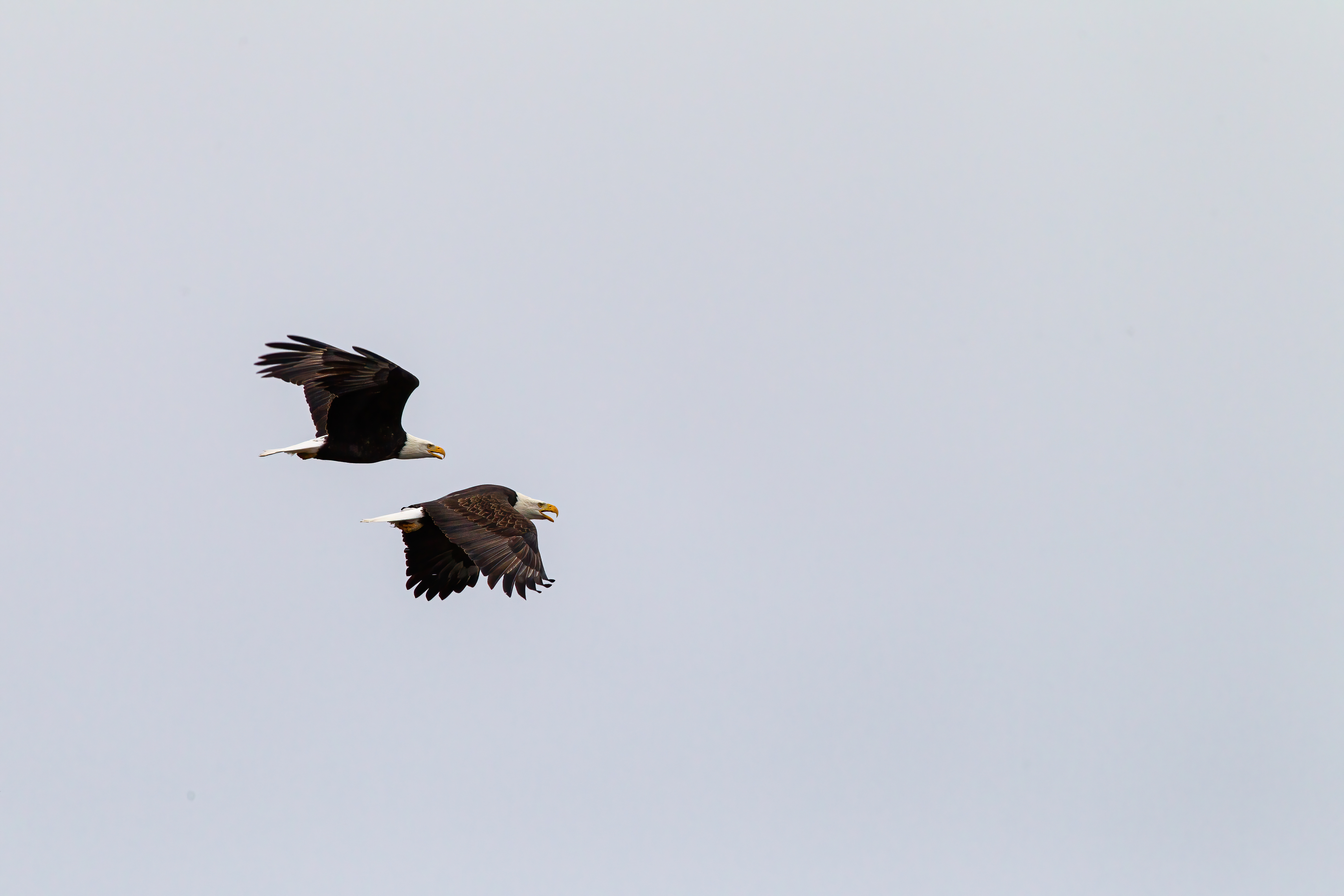 bald eagle (1)