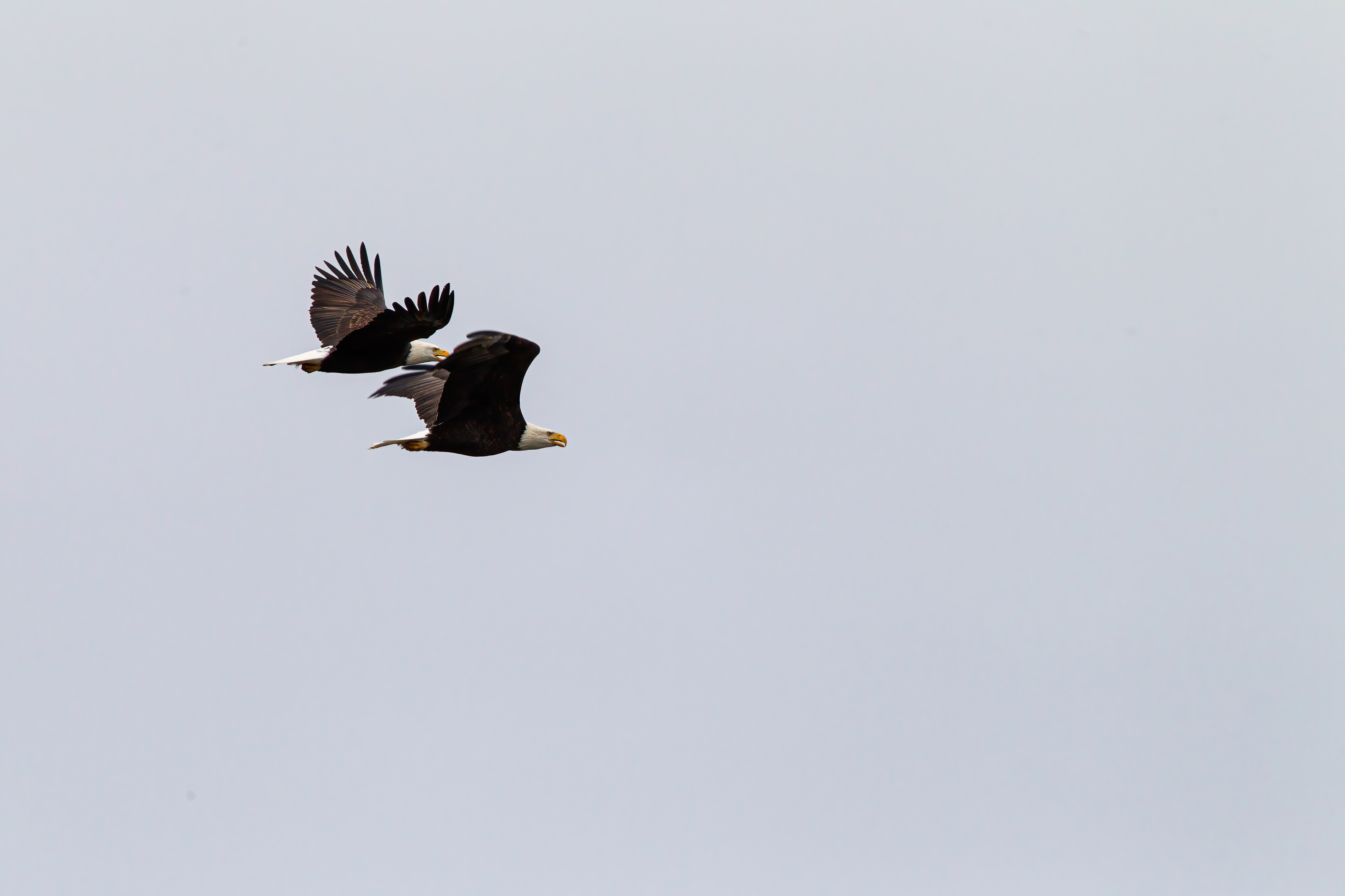 bald eagle (2)