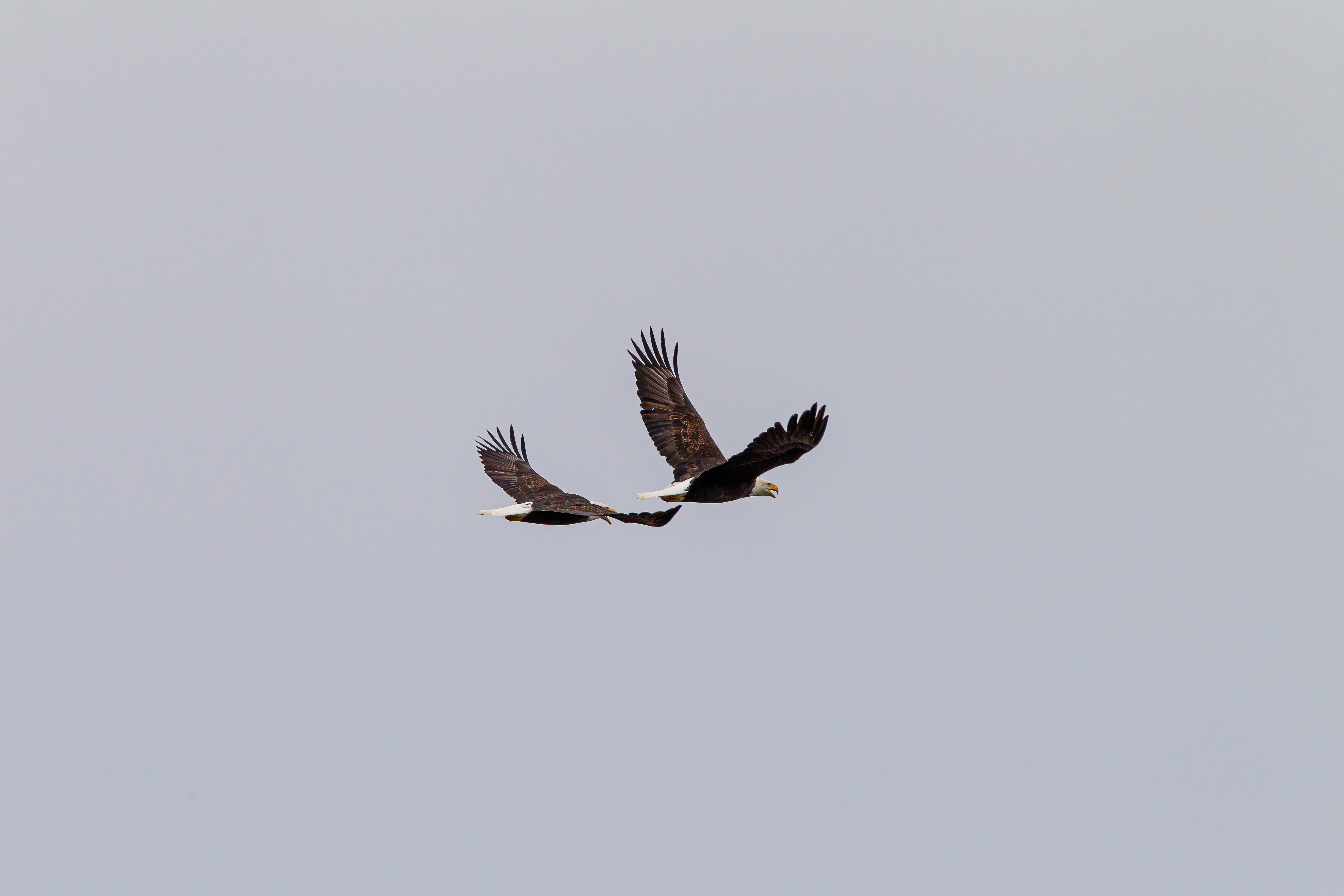 bald eagle (5)