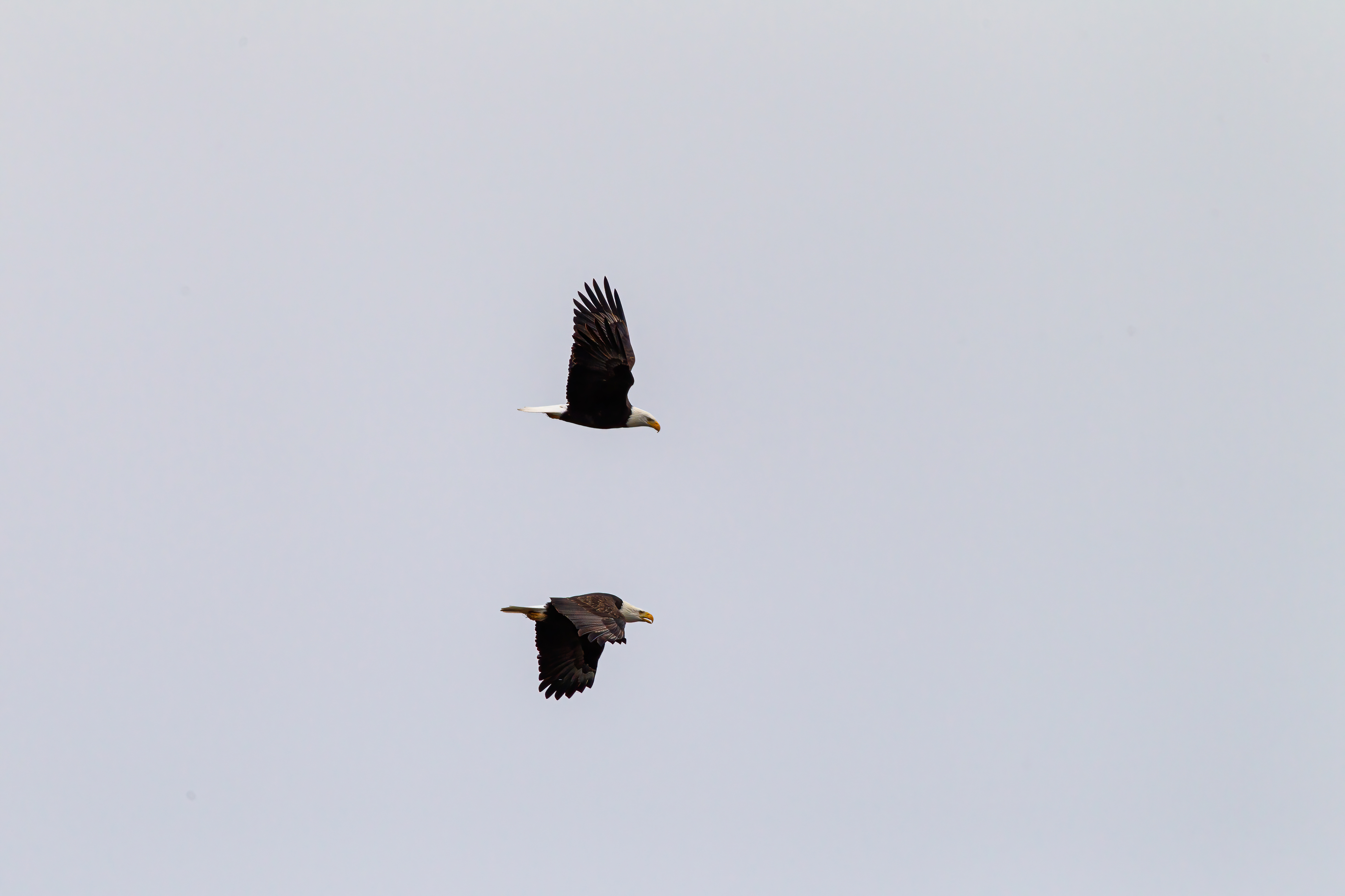 bald eagle (6)