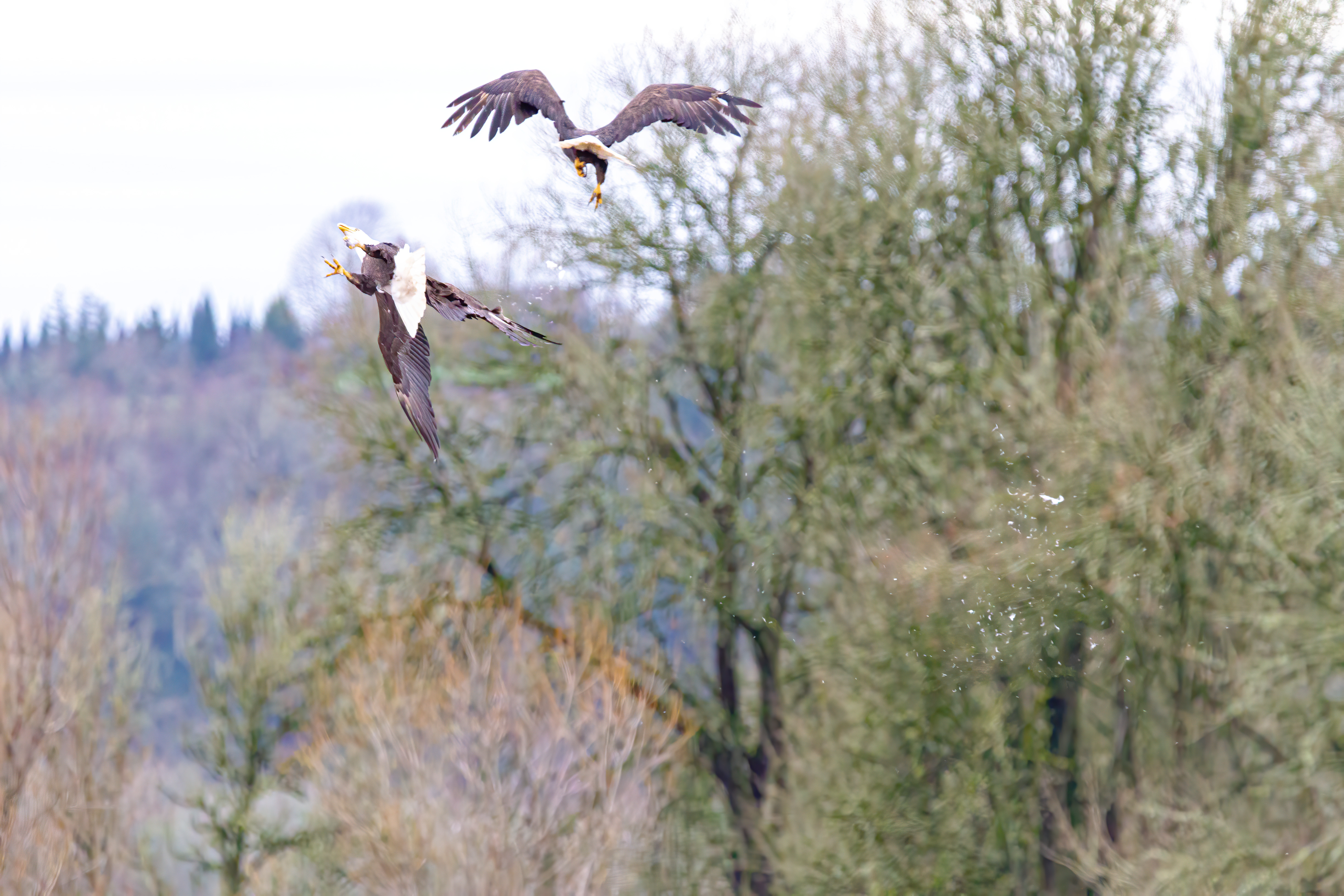 bald eagle (12)