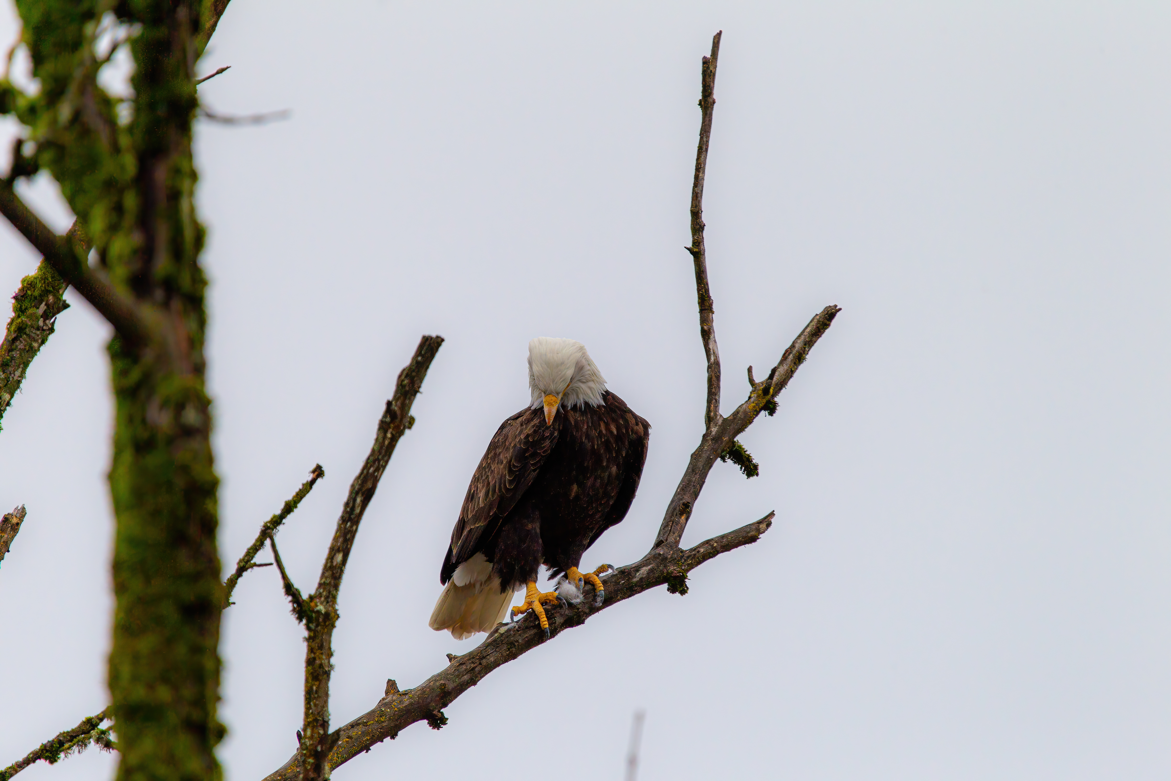 bald eagle (16)