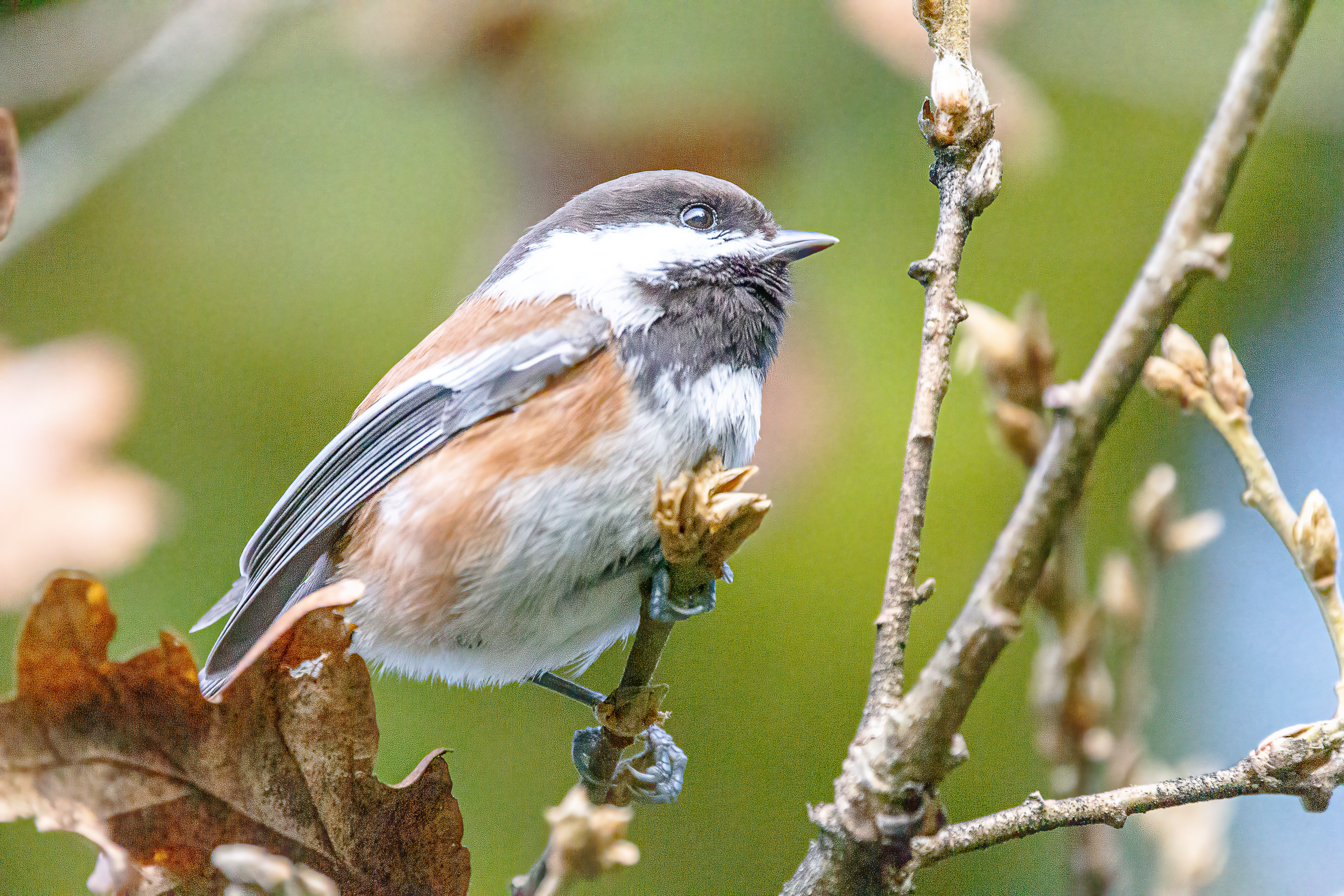 Black-Capped Chickadee (2)