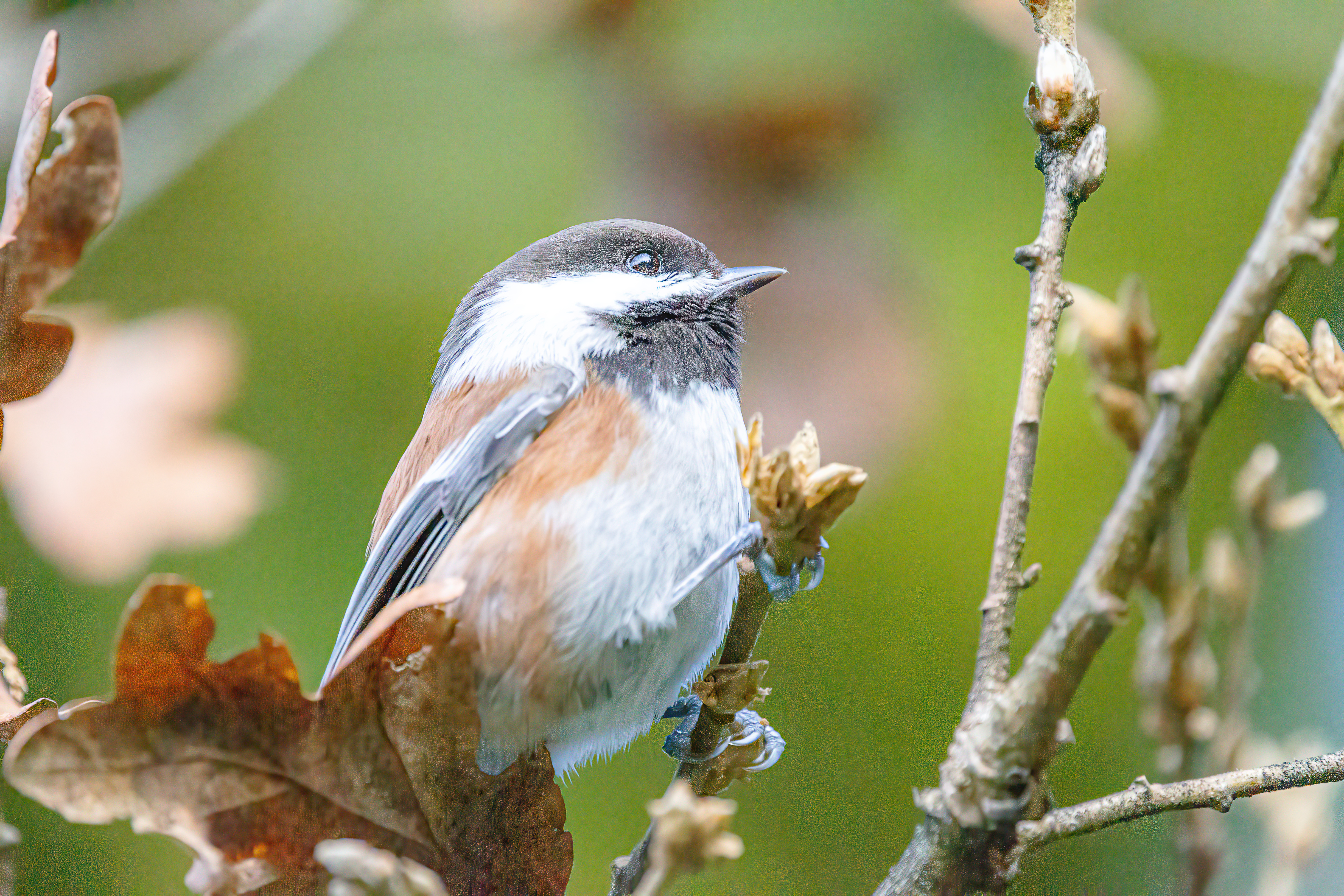 Black-Capped Chickadee (3)