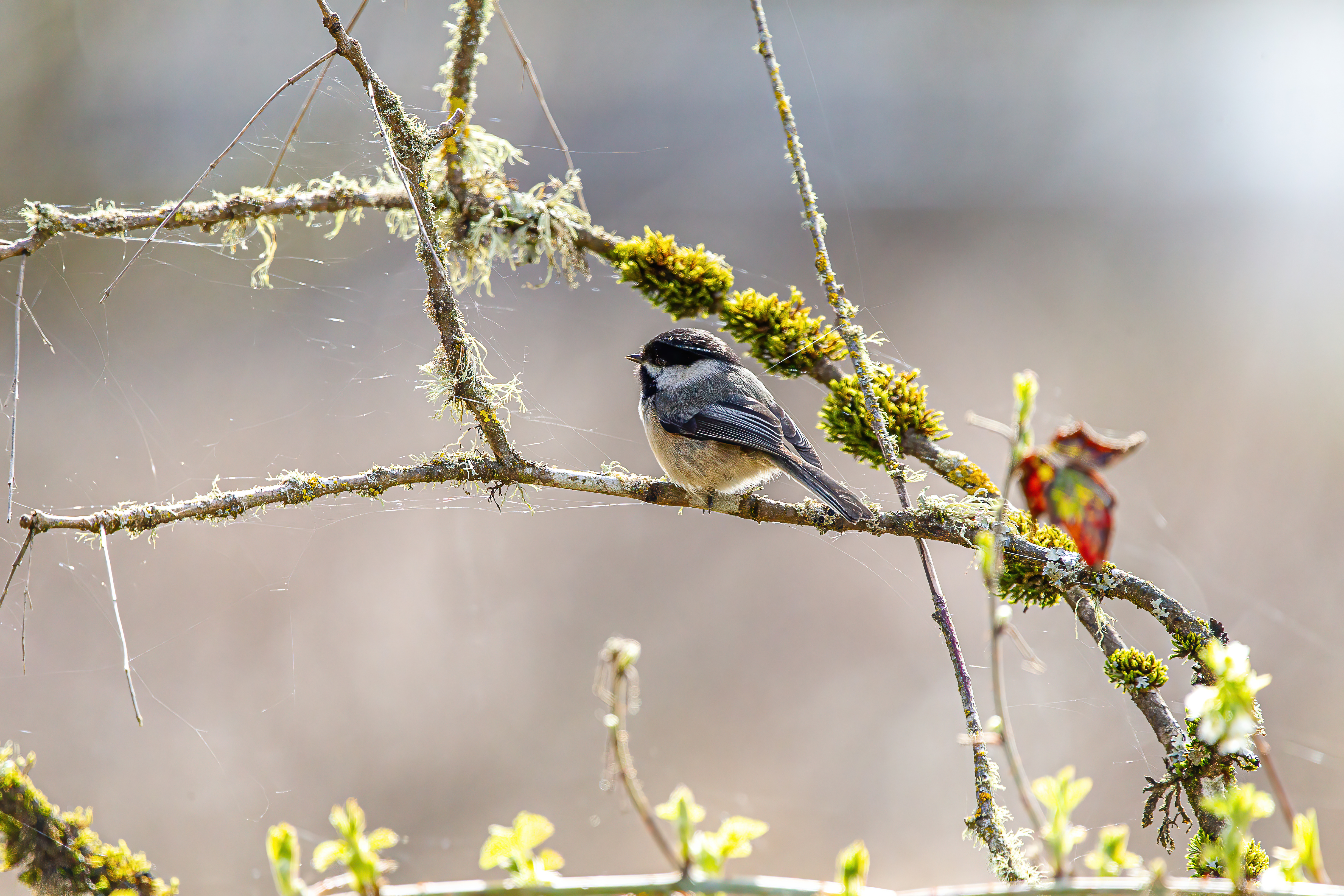 Black-Capped Chickadee (4)
