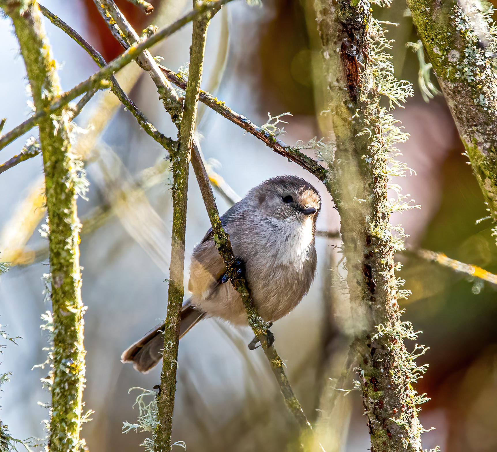 BushTit (1)