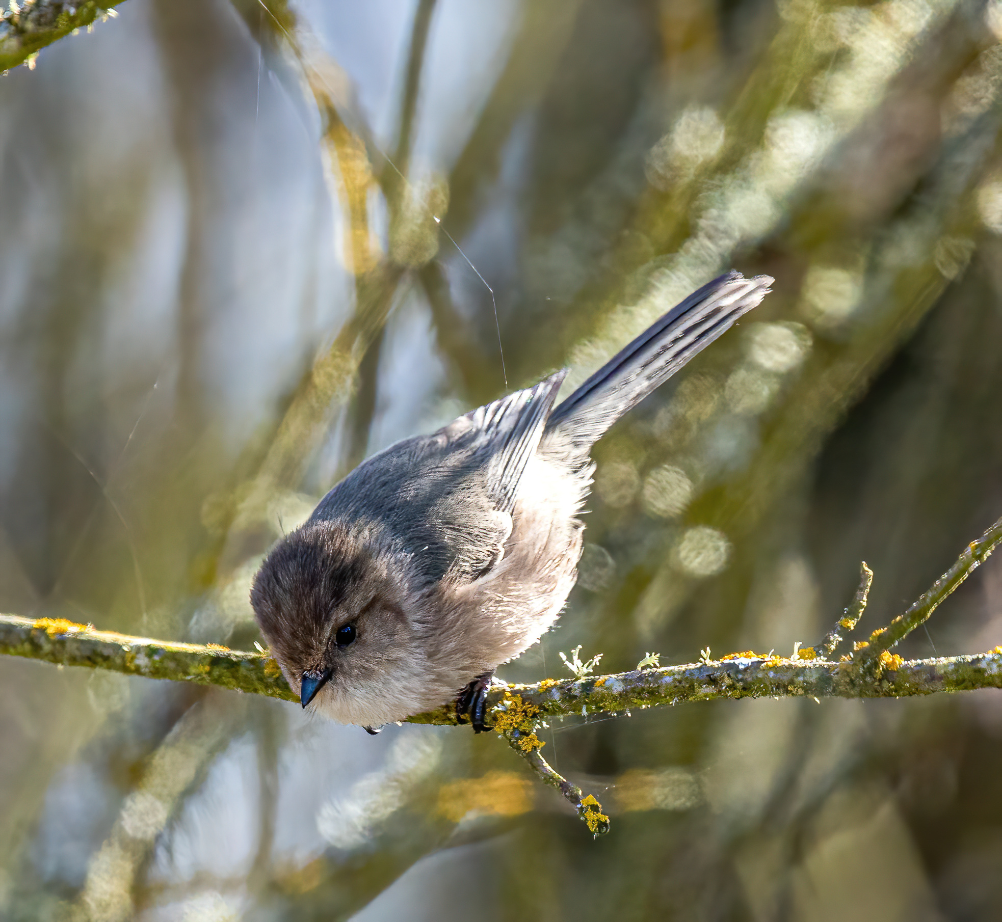 BushTit (2)