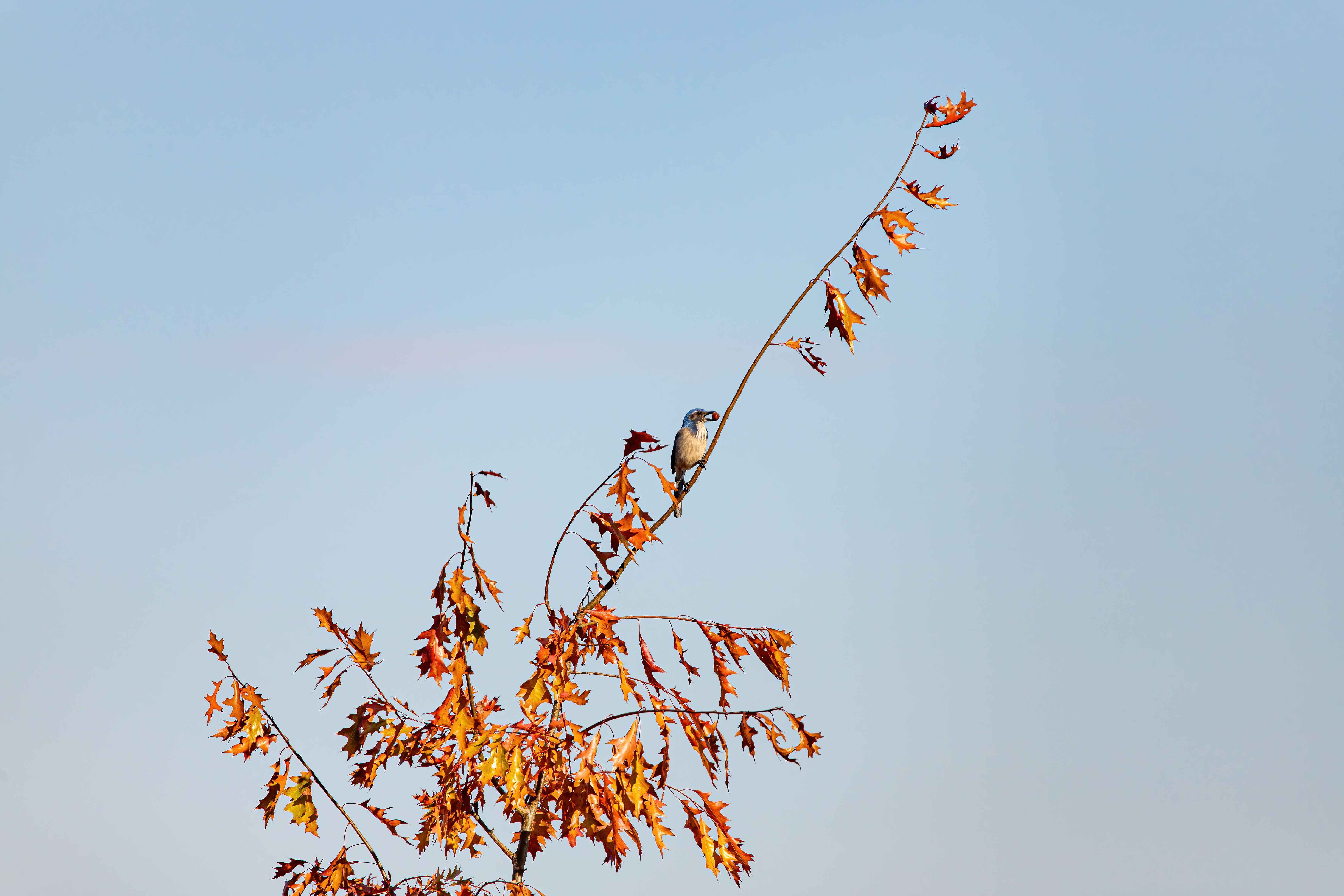 california scrub jay (1/2)