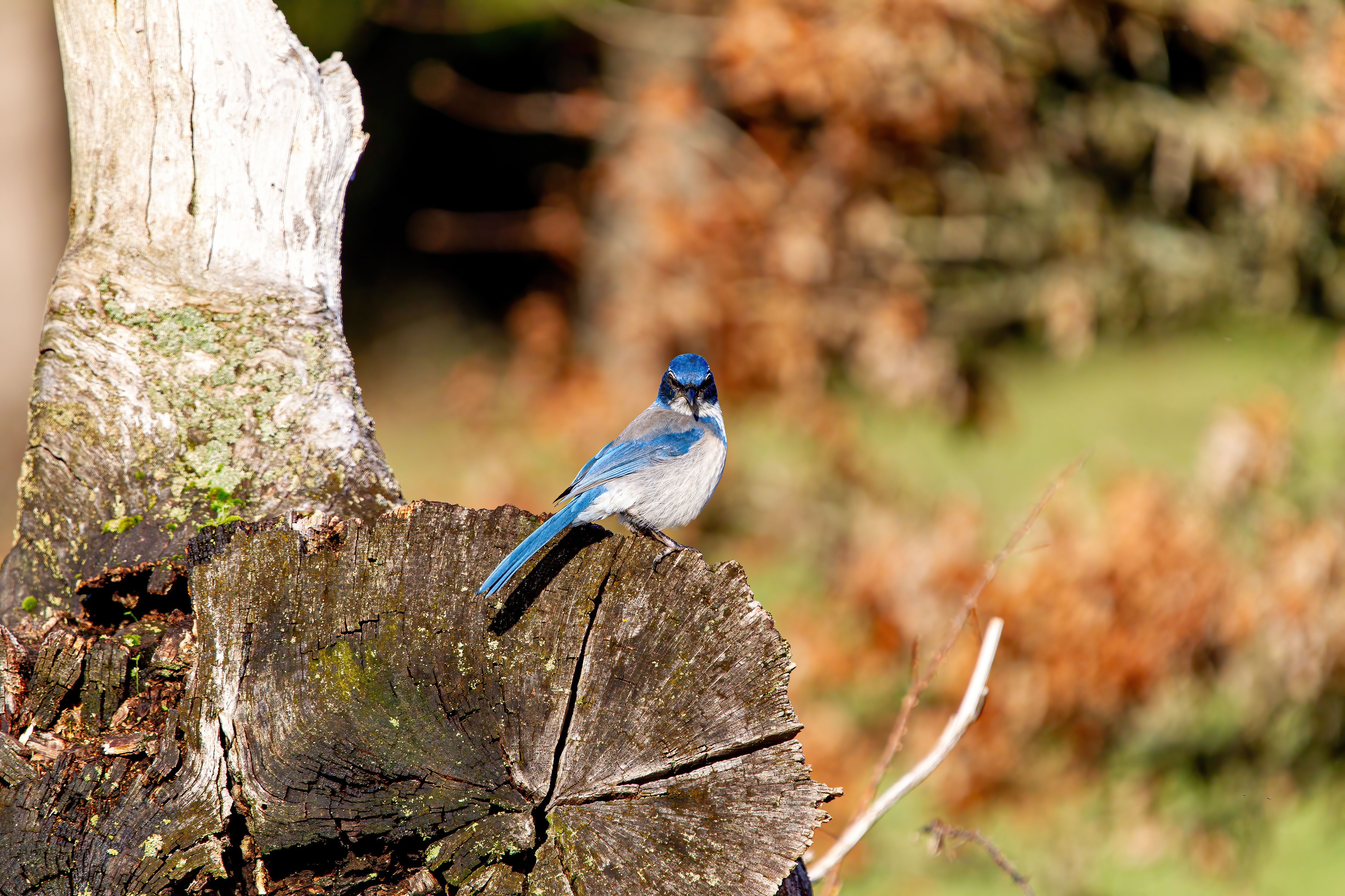 california scrub jay (4)
