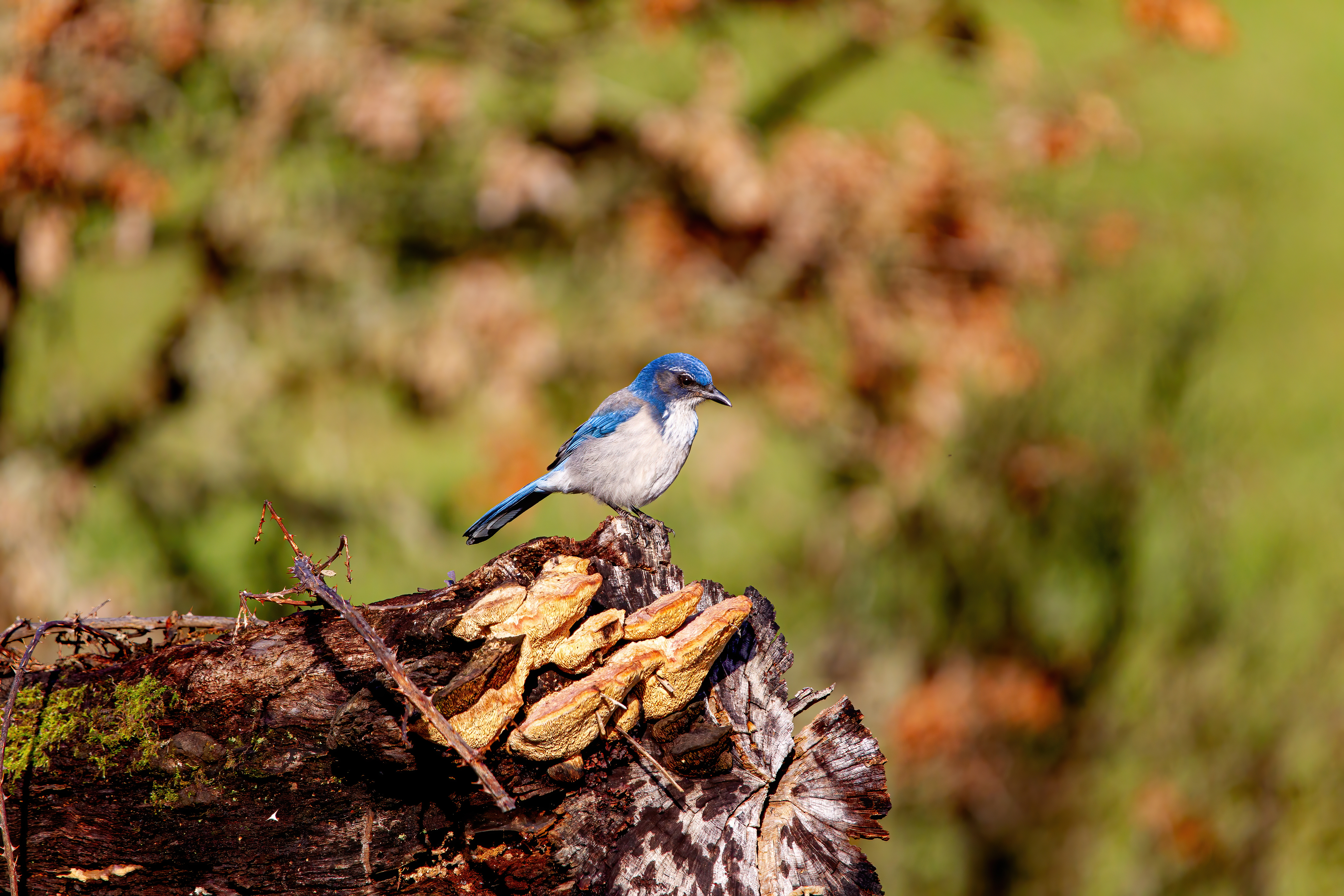 california scrub jay (7)