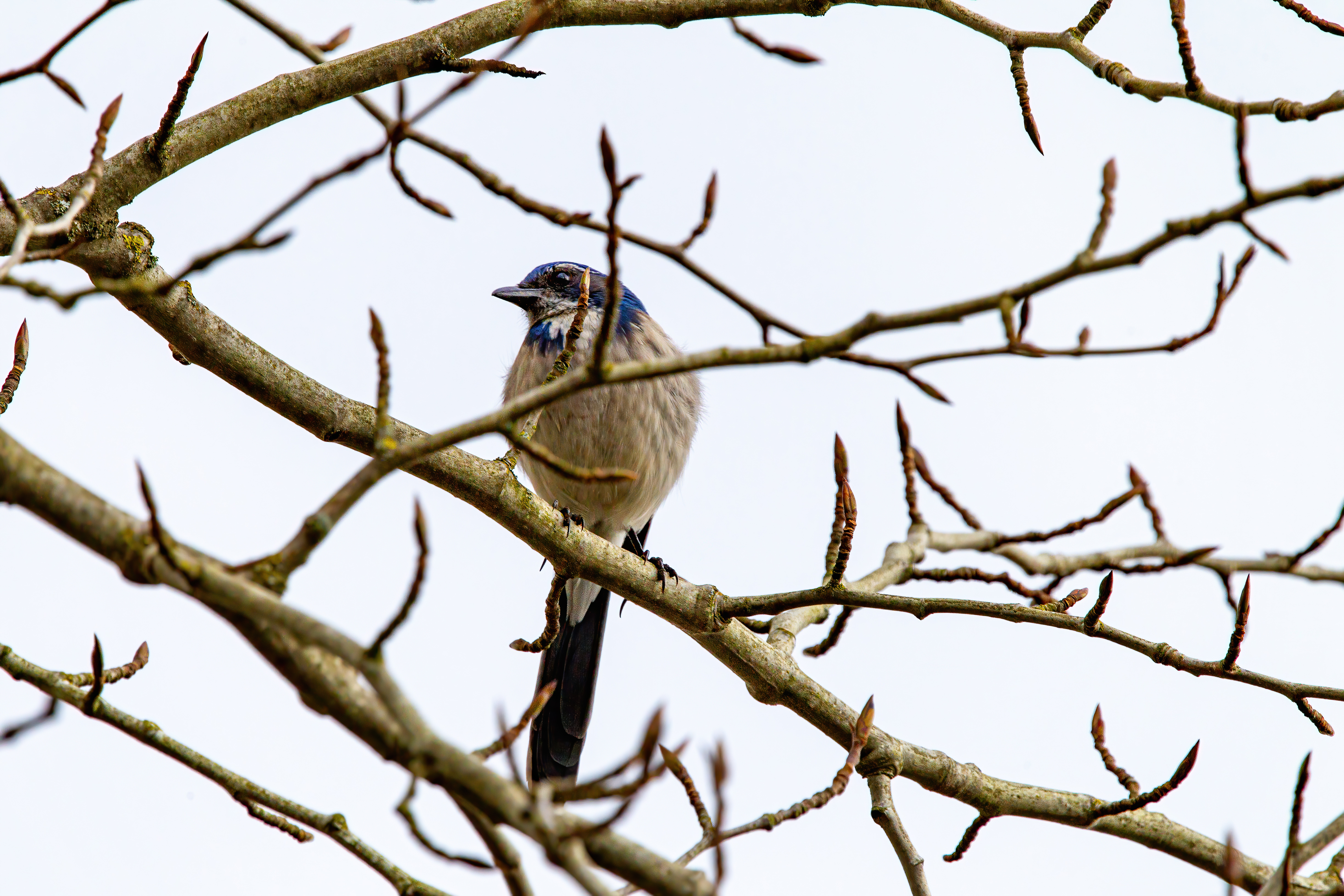 california scrub jay (8)