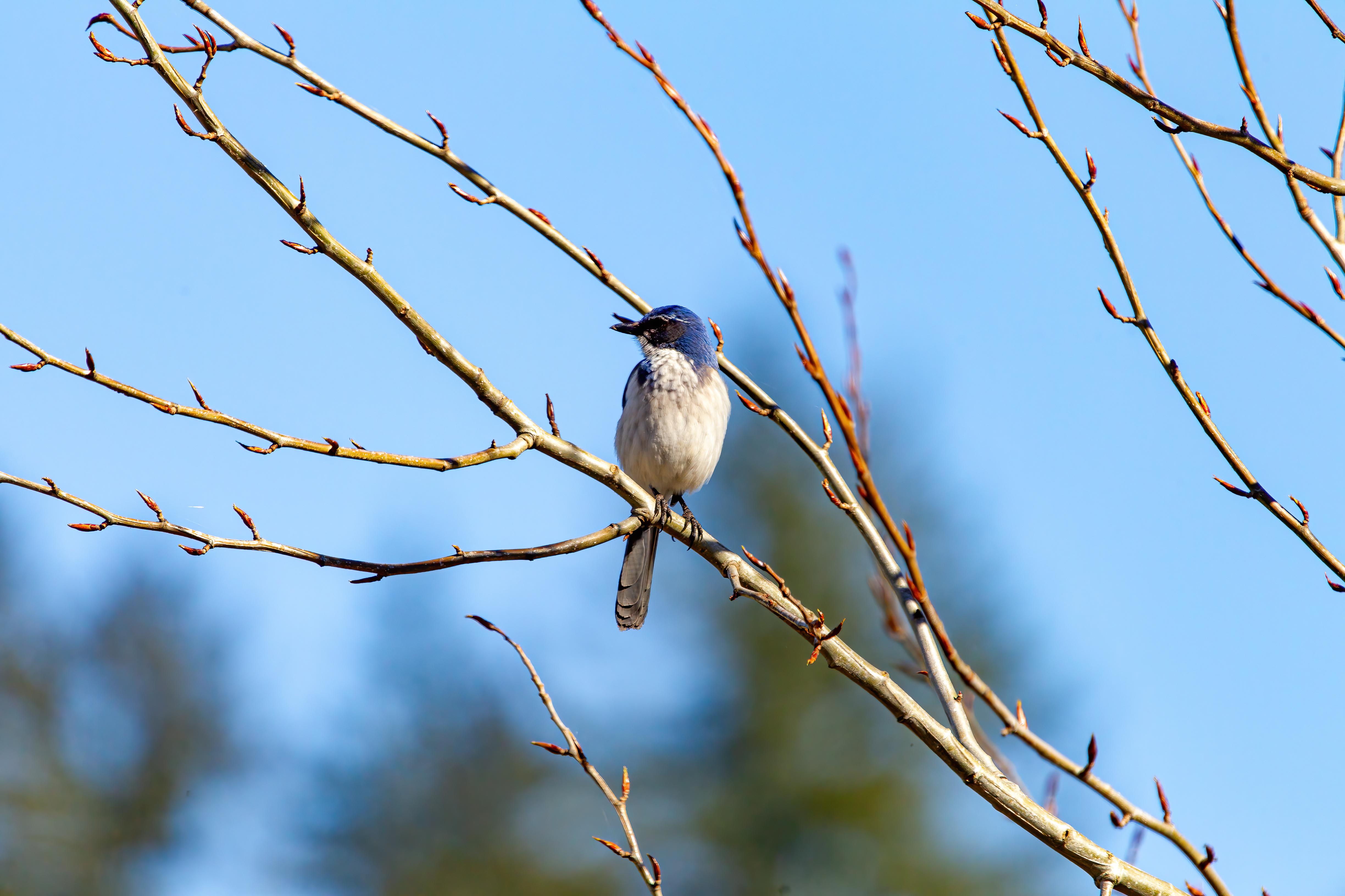 california scrub jay (11)