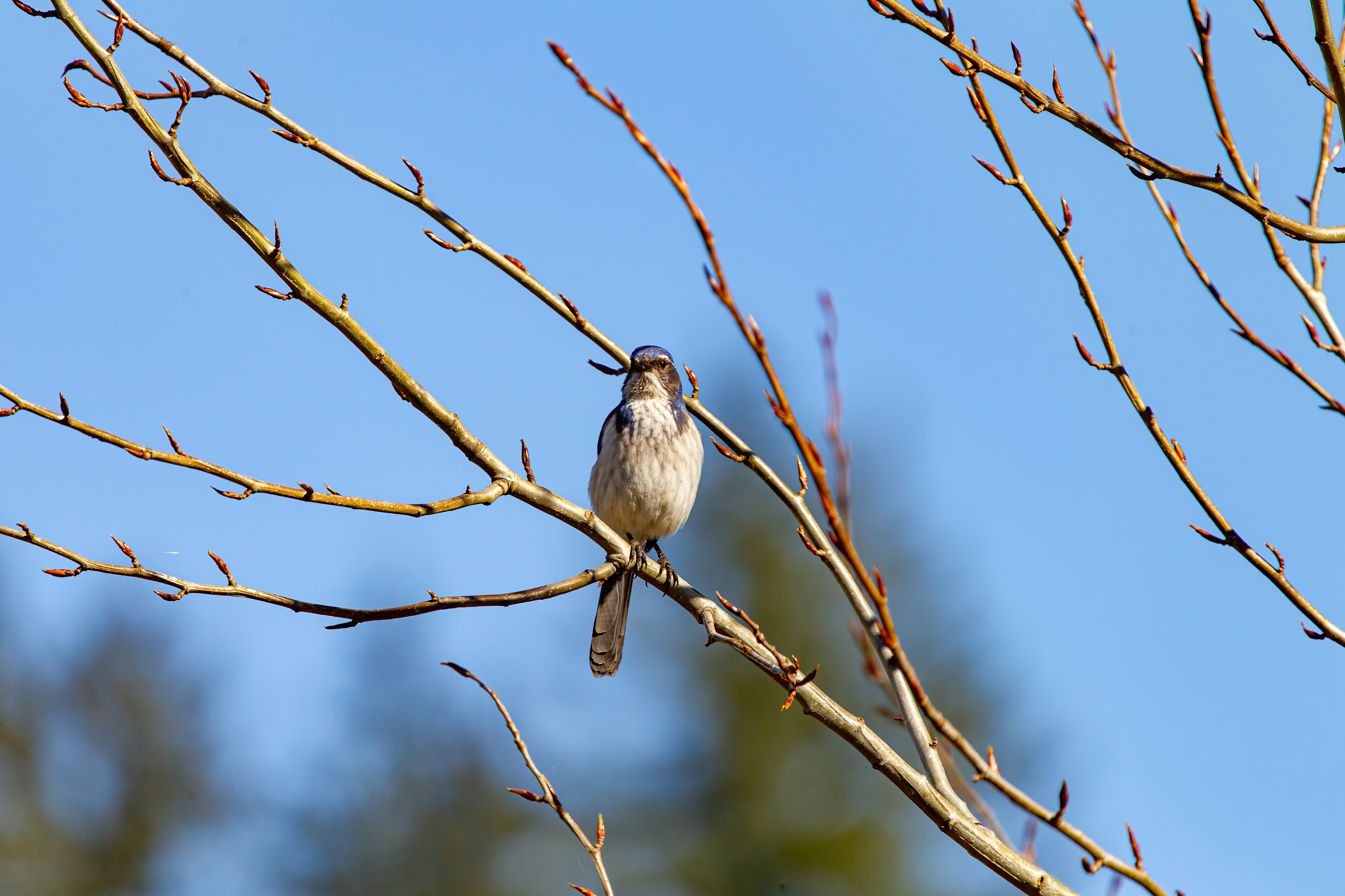 california scrub jay (12)