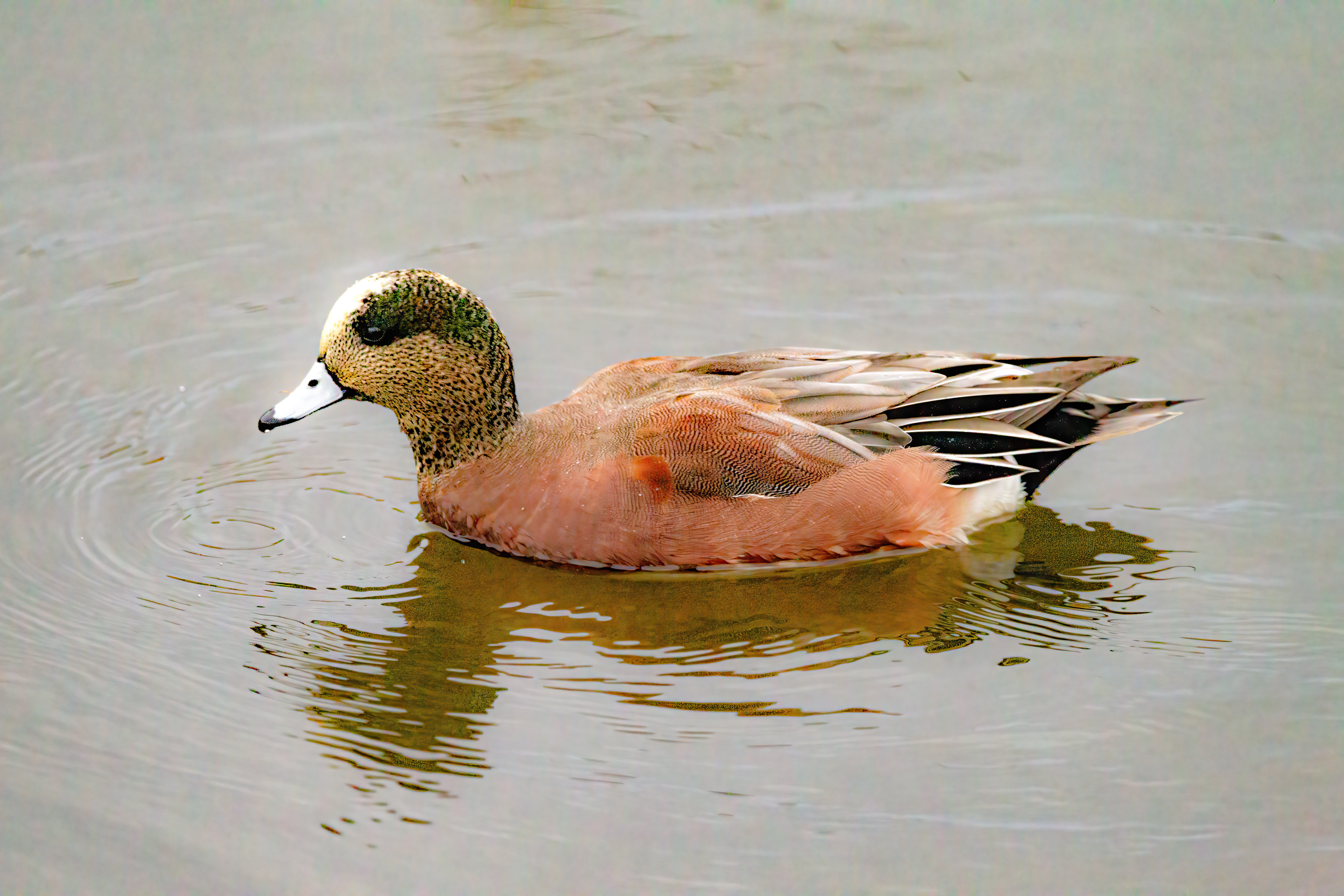 Eurasian Widgeon (1)
