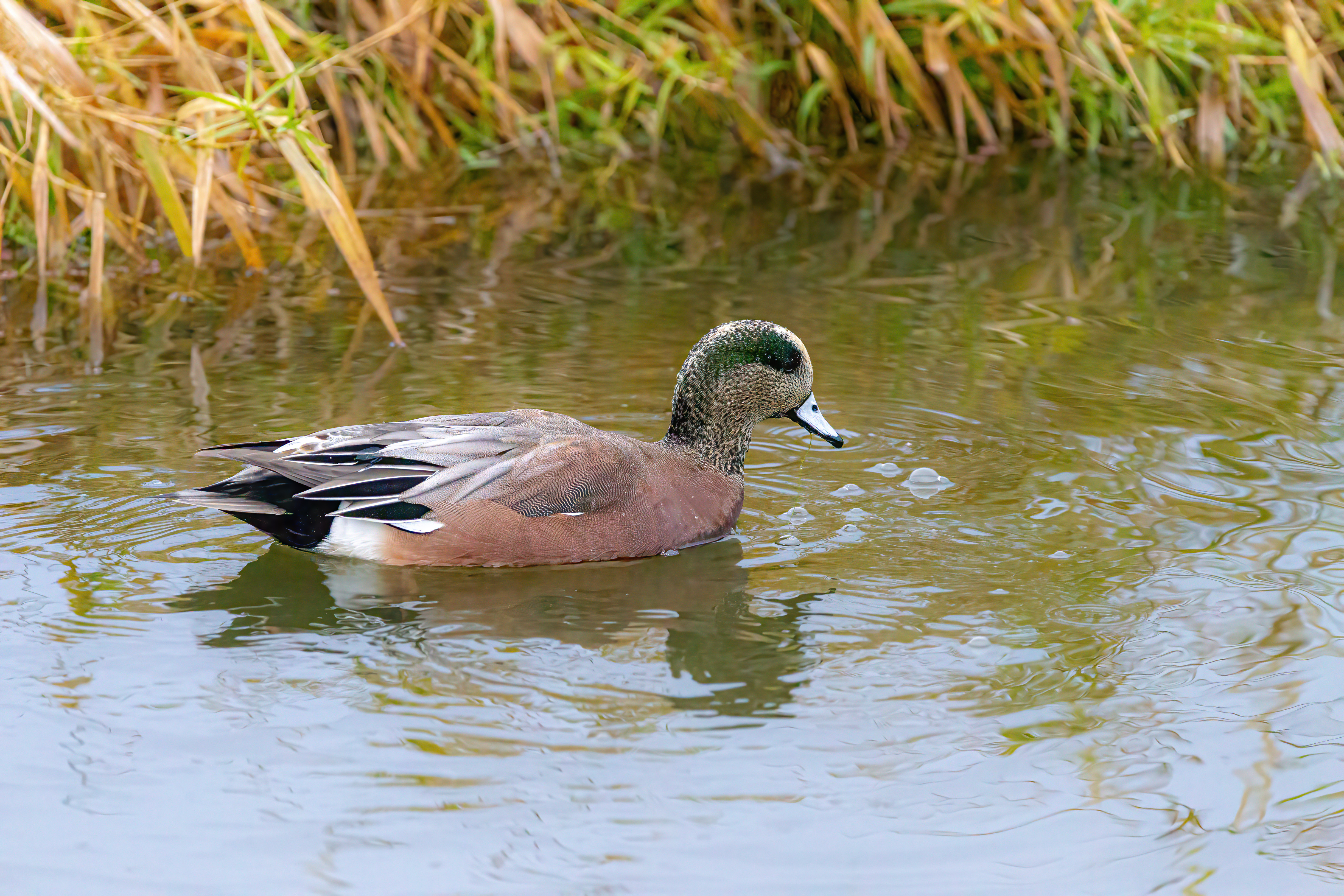 Eurasian Widgeon (2)
