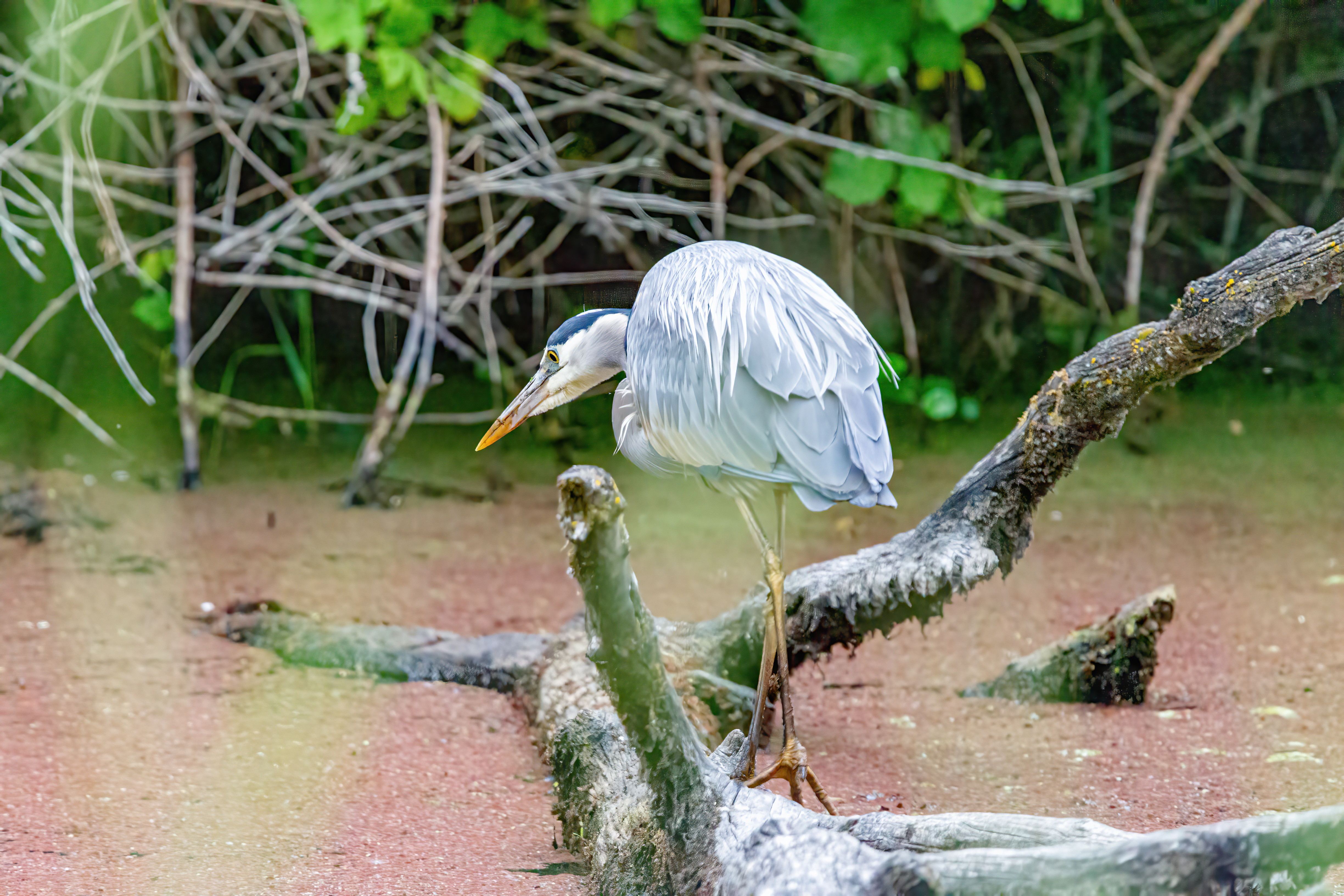 great blue heron (1)