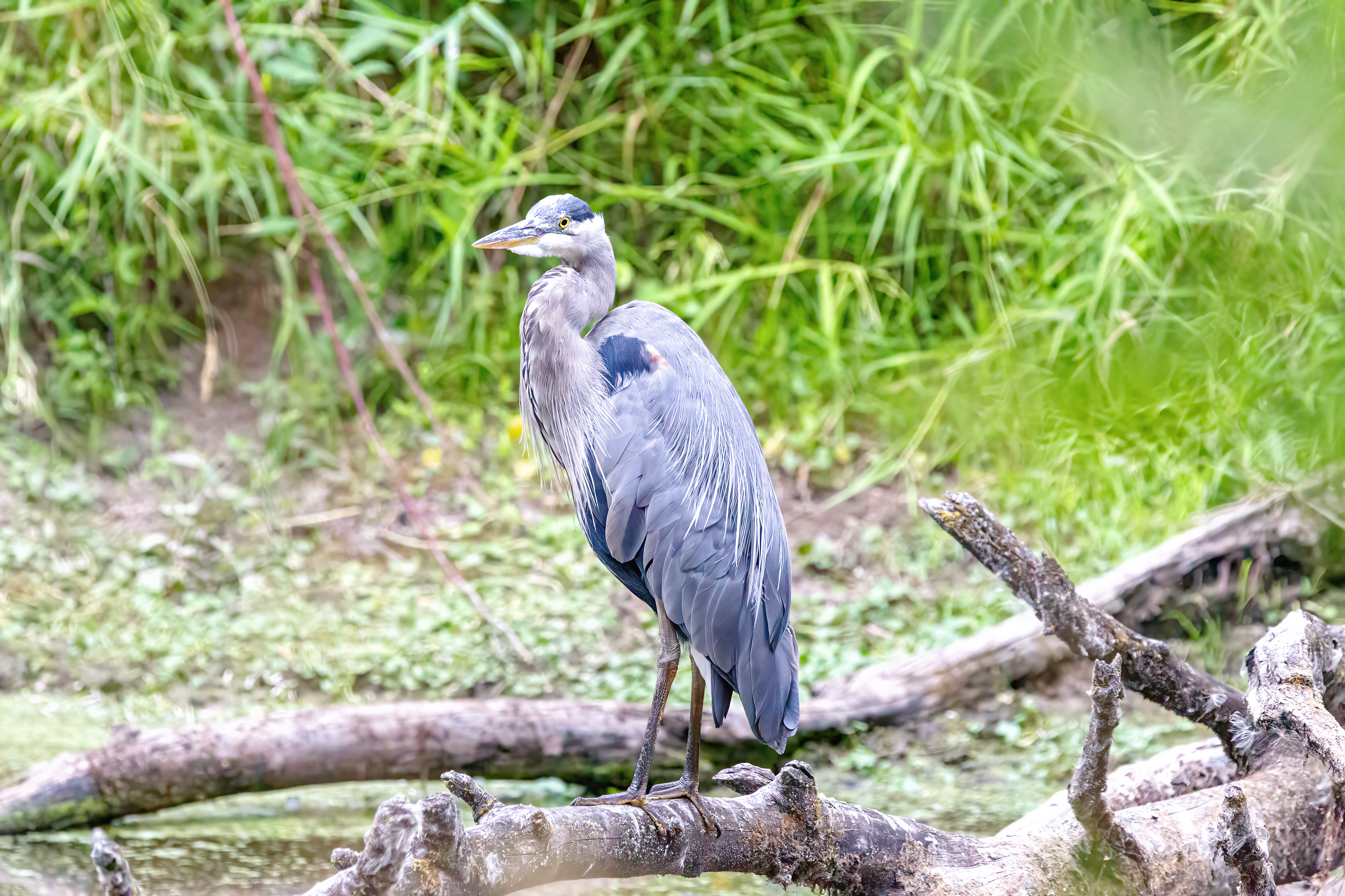 great blue heron (2)
