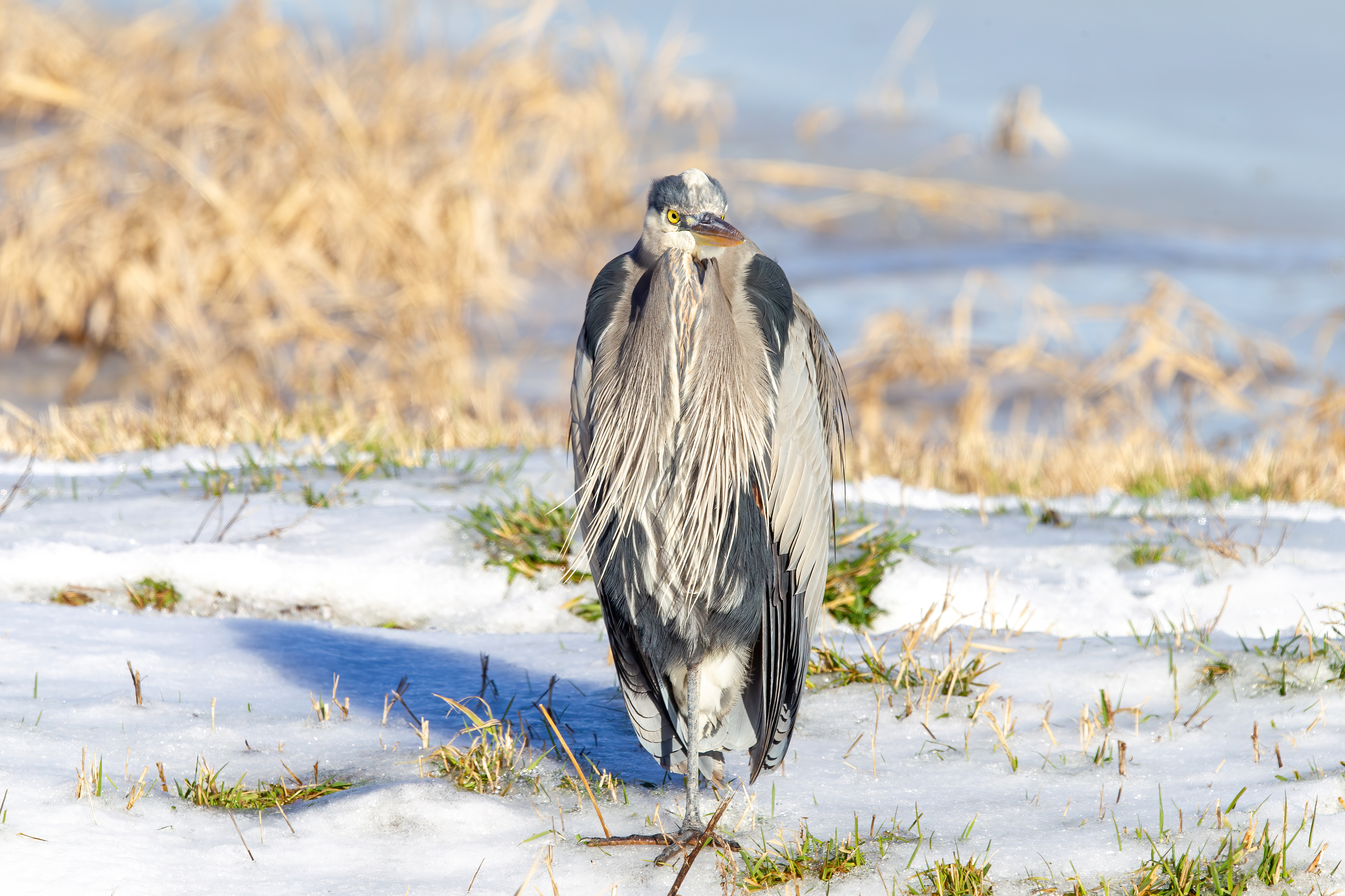 great blue heron (9)