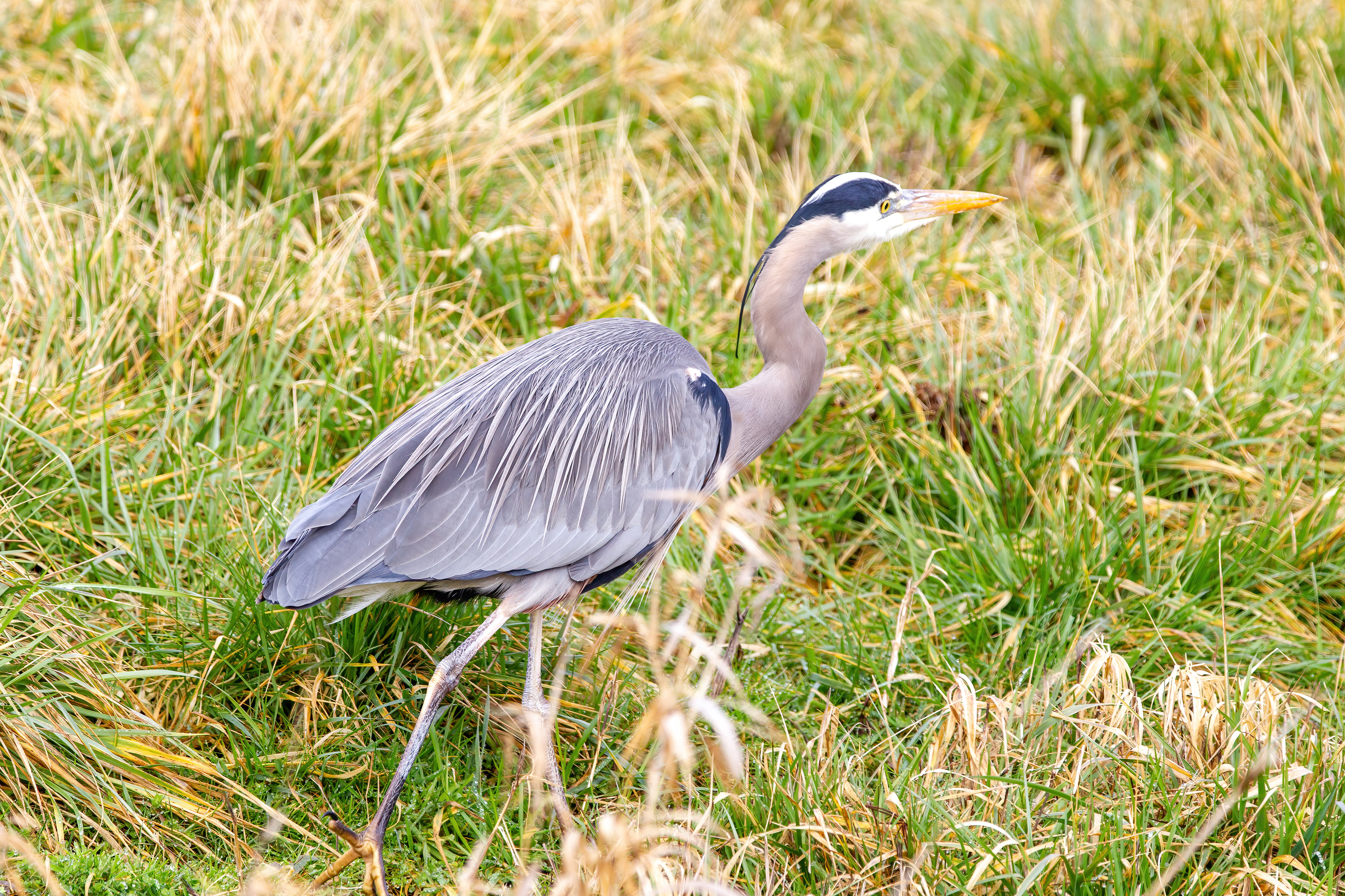 great blue heron (14)