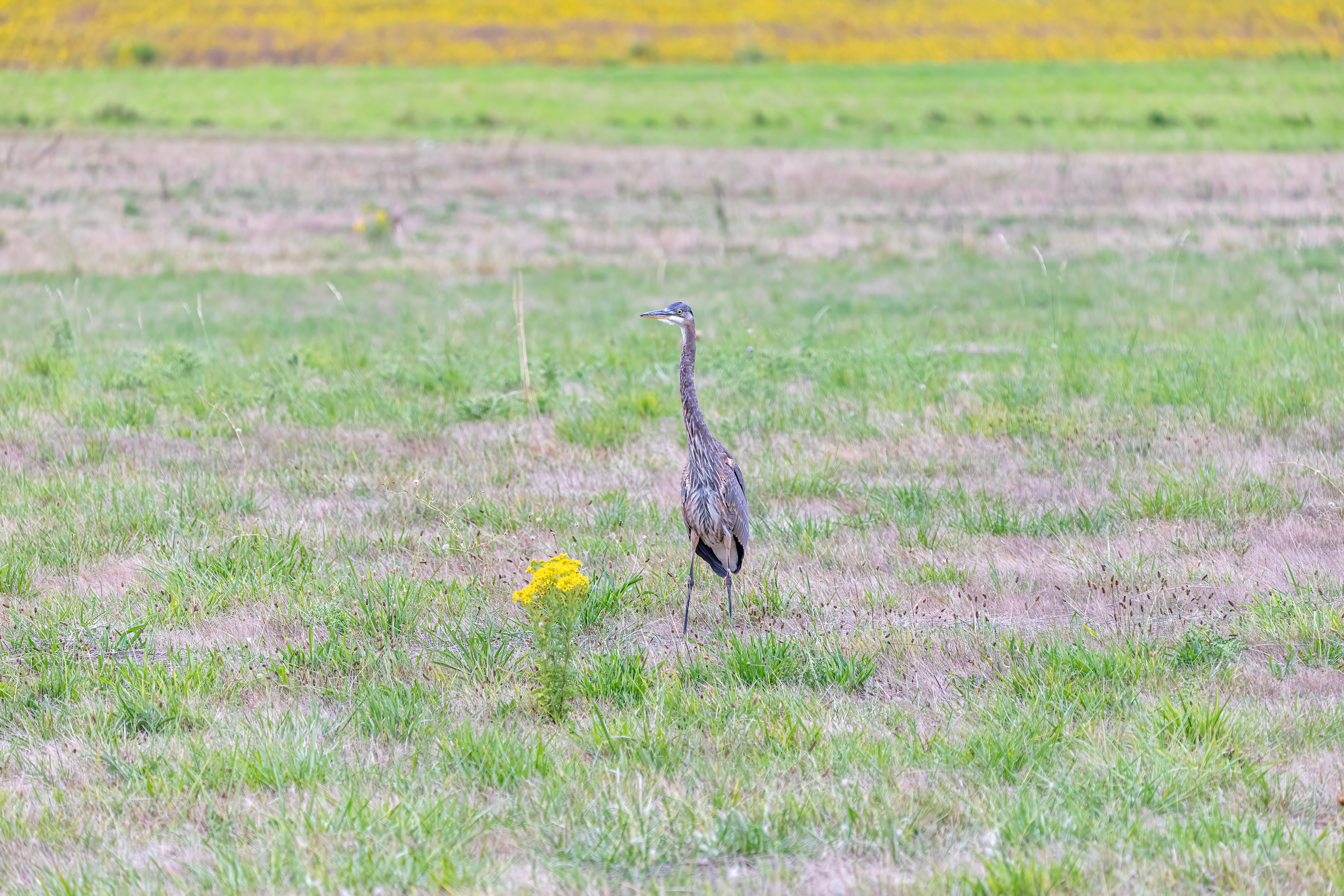 great blue heron (16)