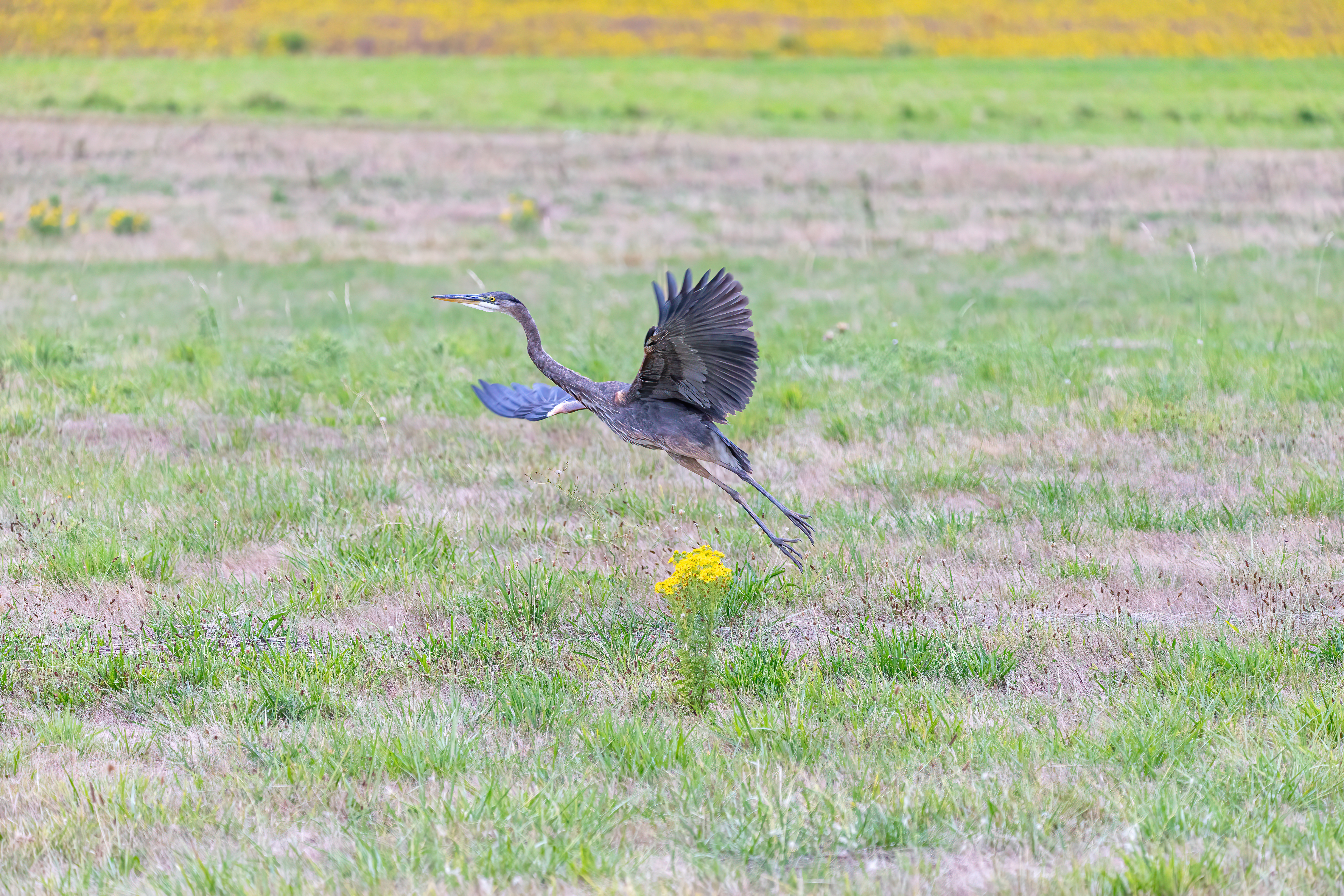 great blue heron (18)