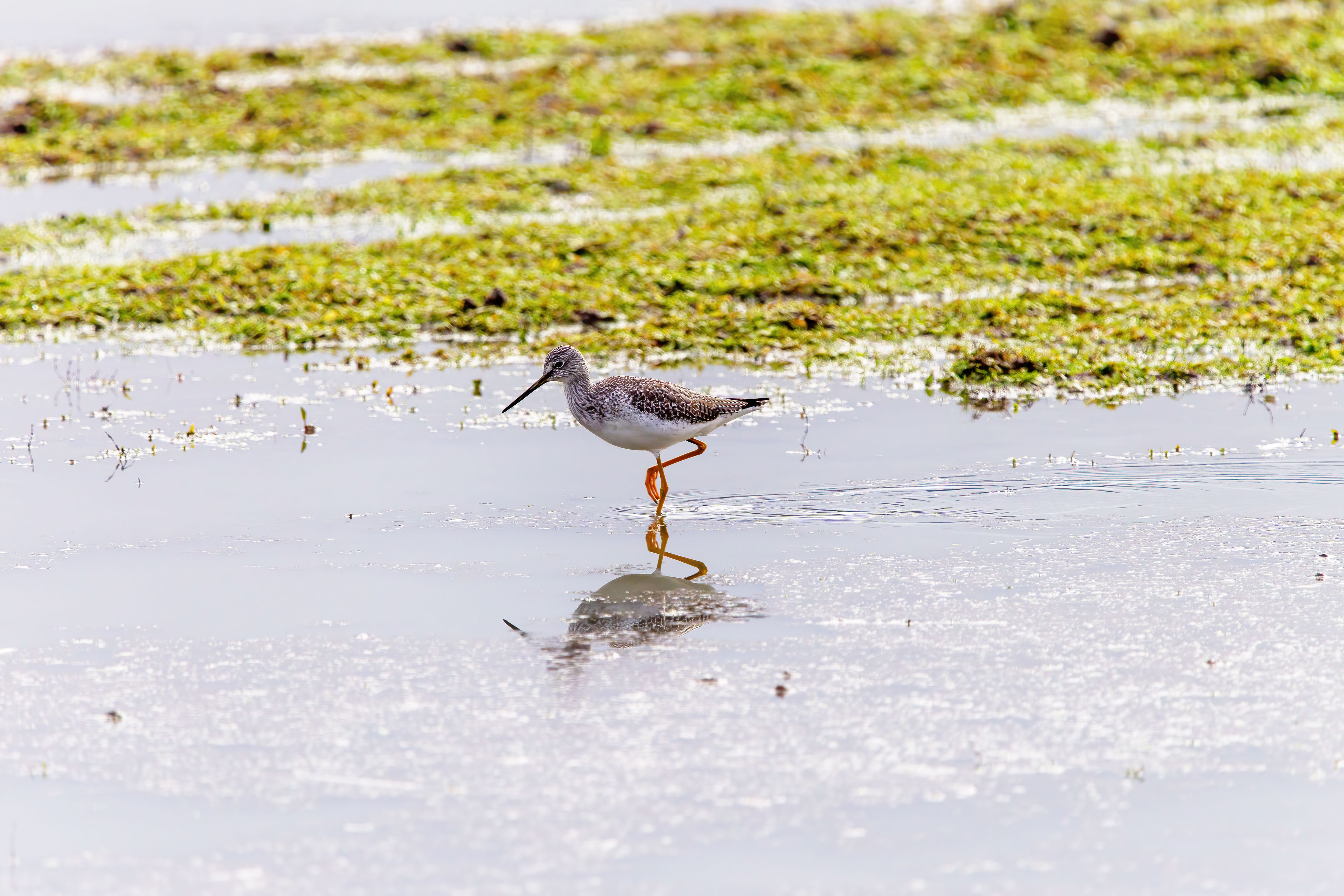 greater yellow legs (1)