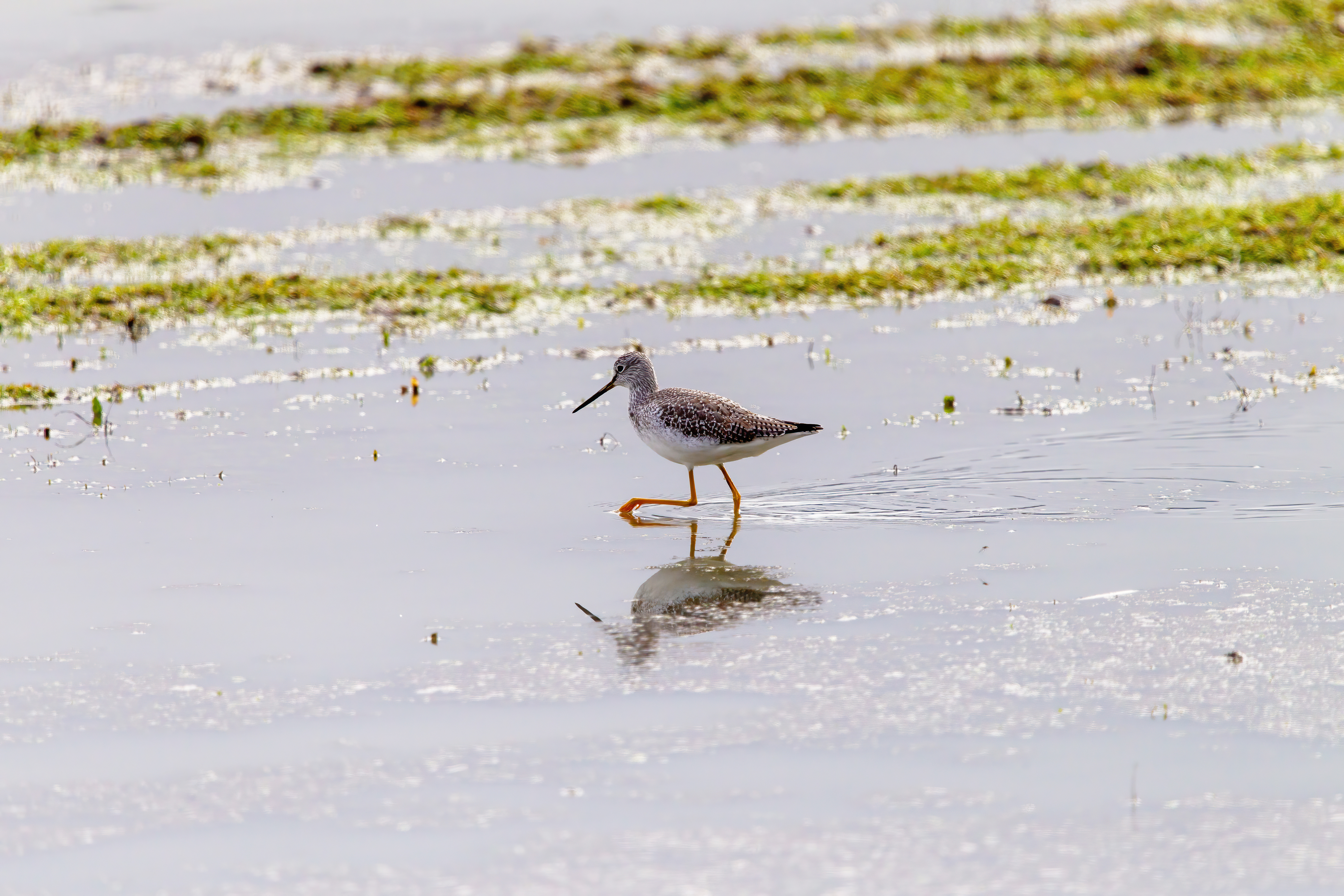 greater yellow legs (2)