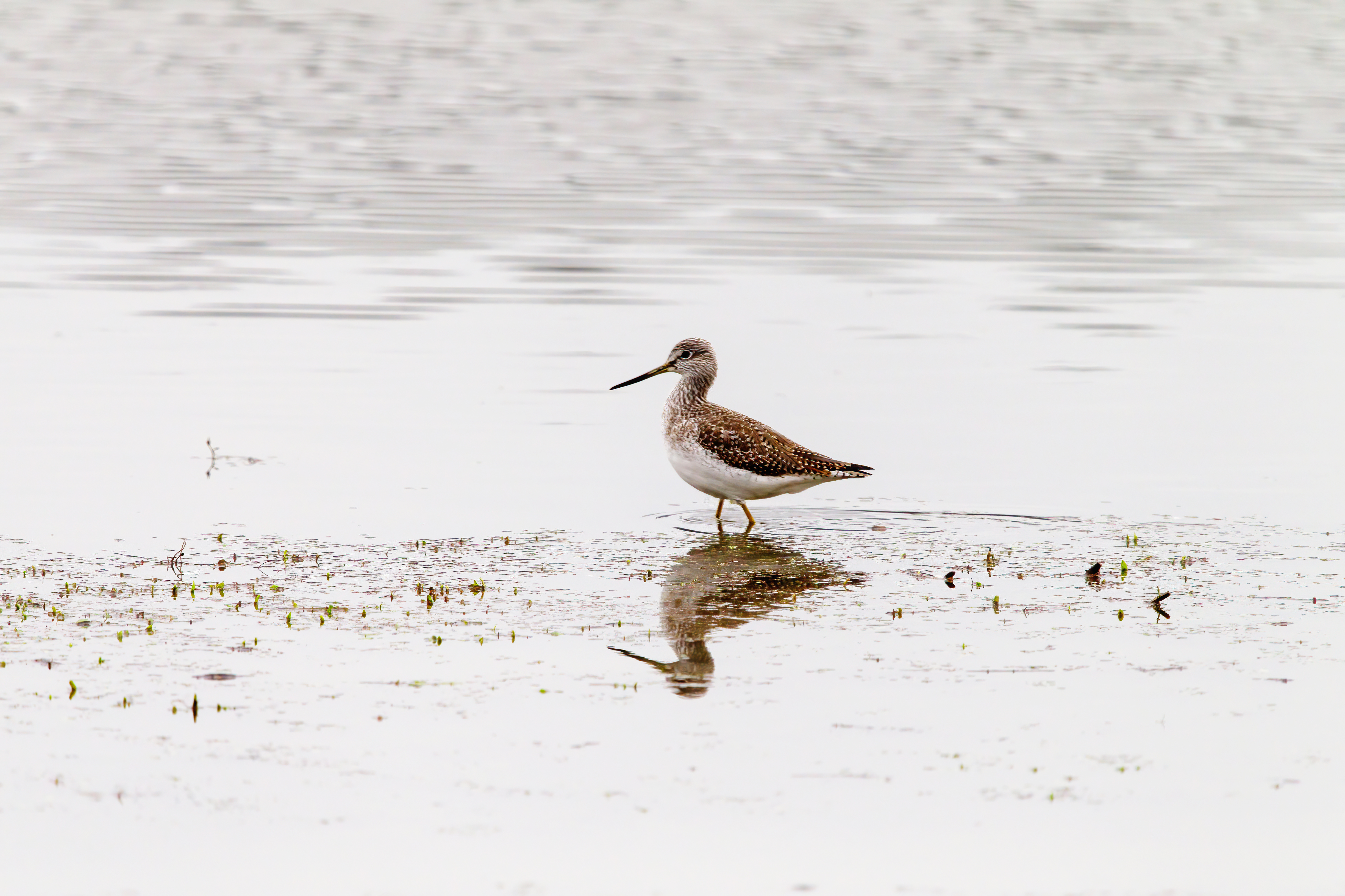 greater yellow legs (3)