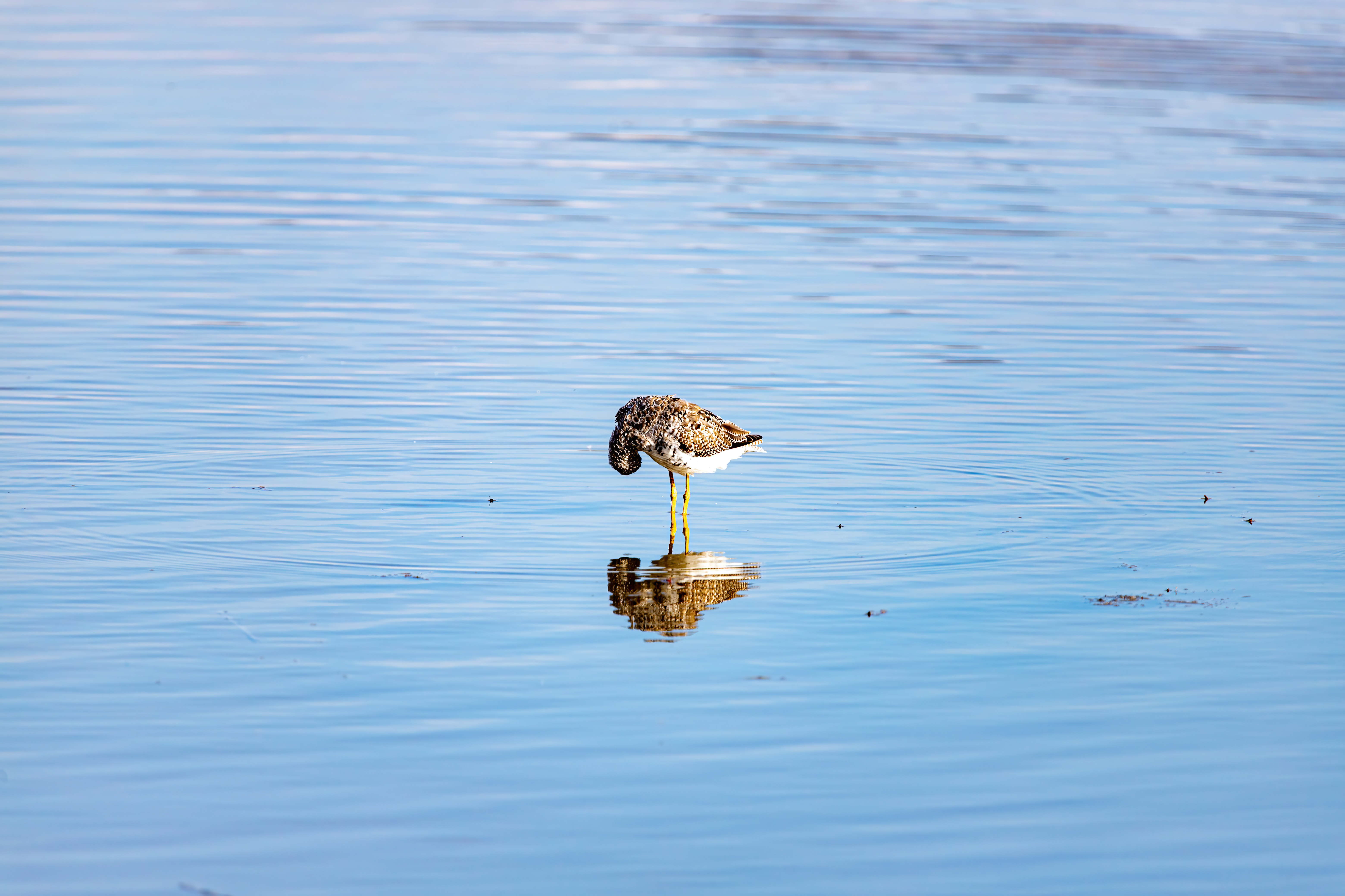 greater yellow legs (4)