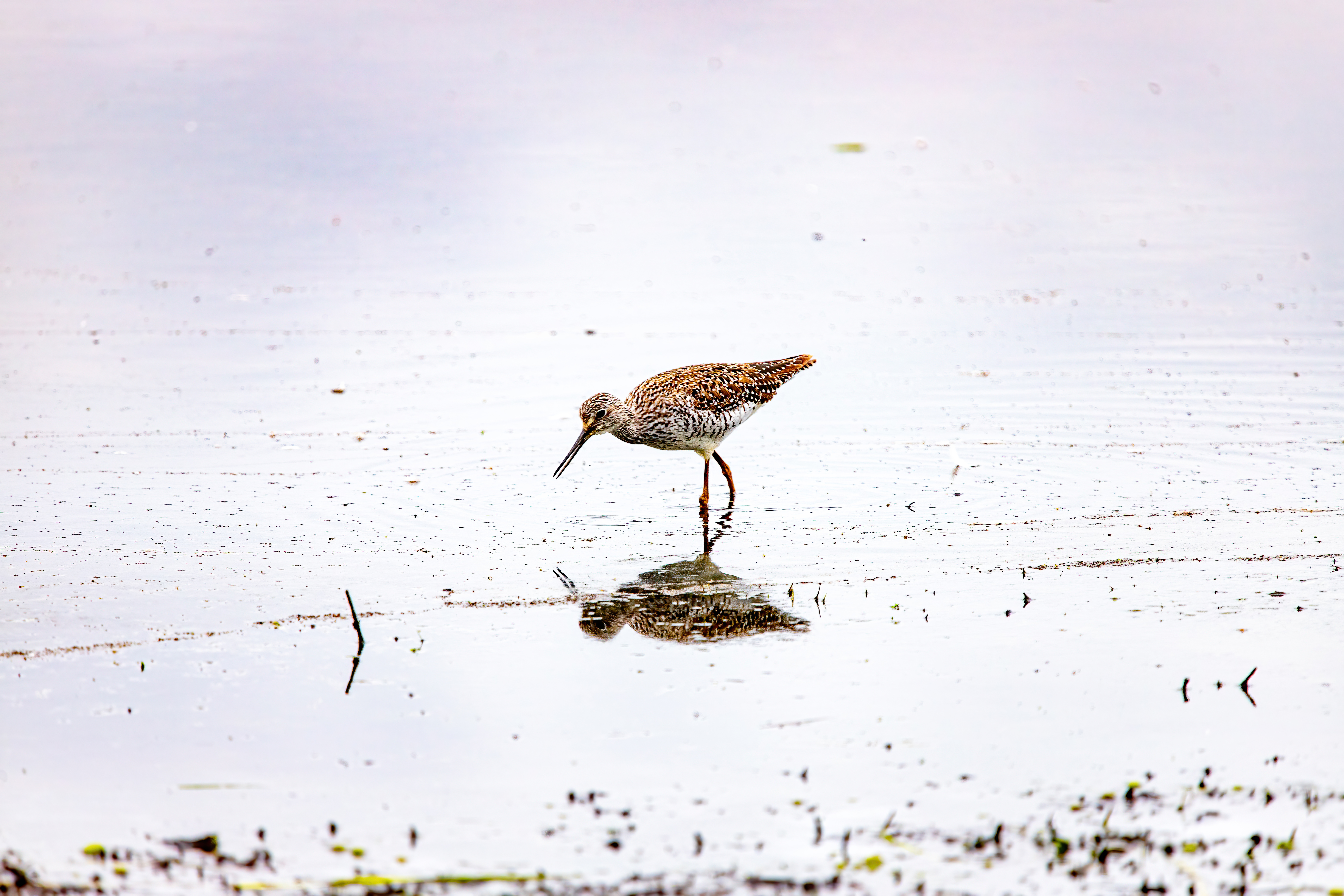 greater yellow legs (6)