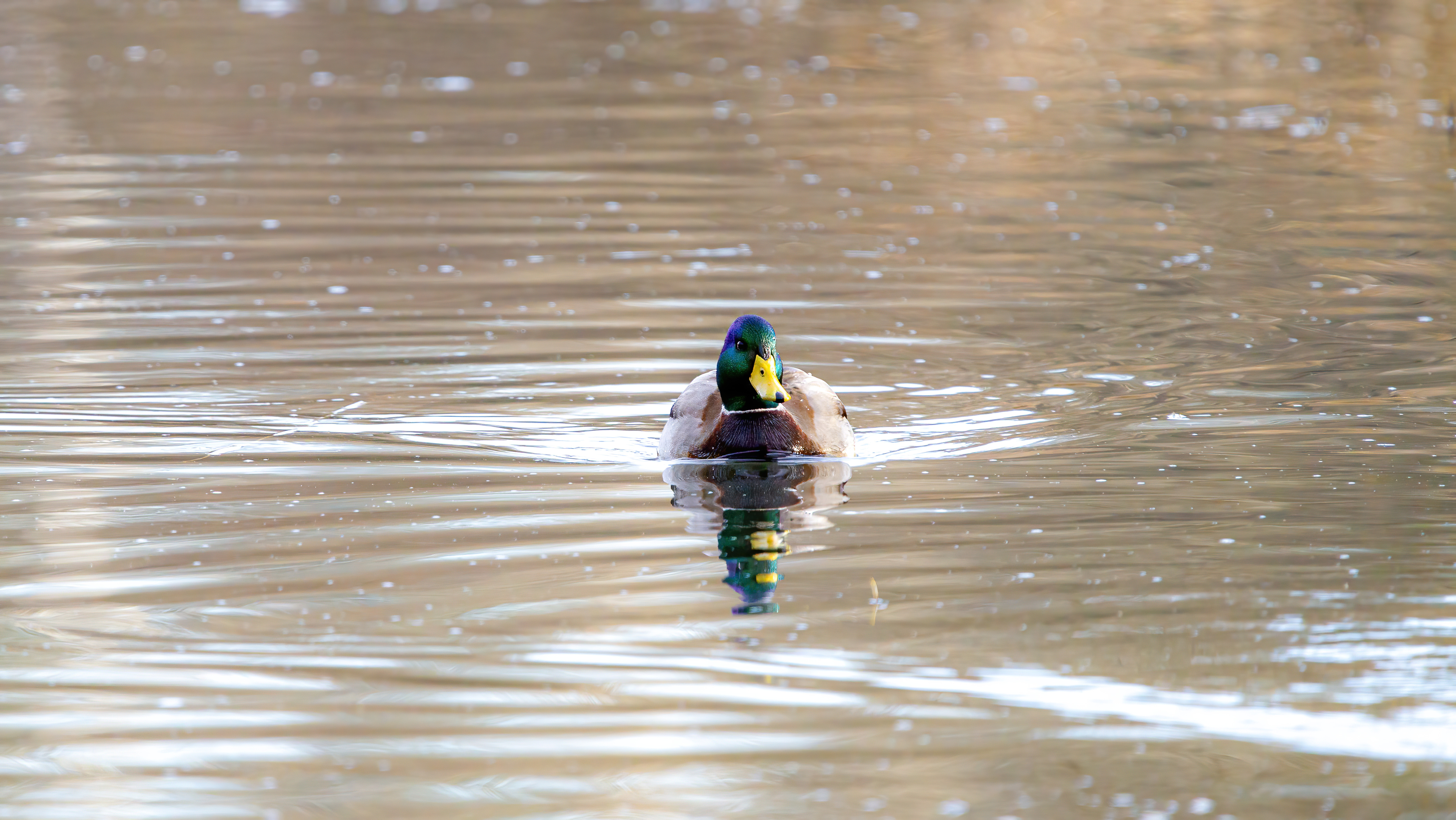 mallard duck (1)