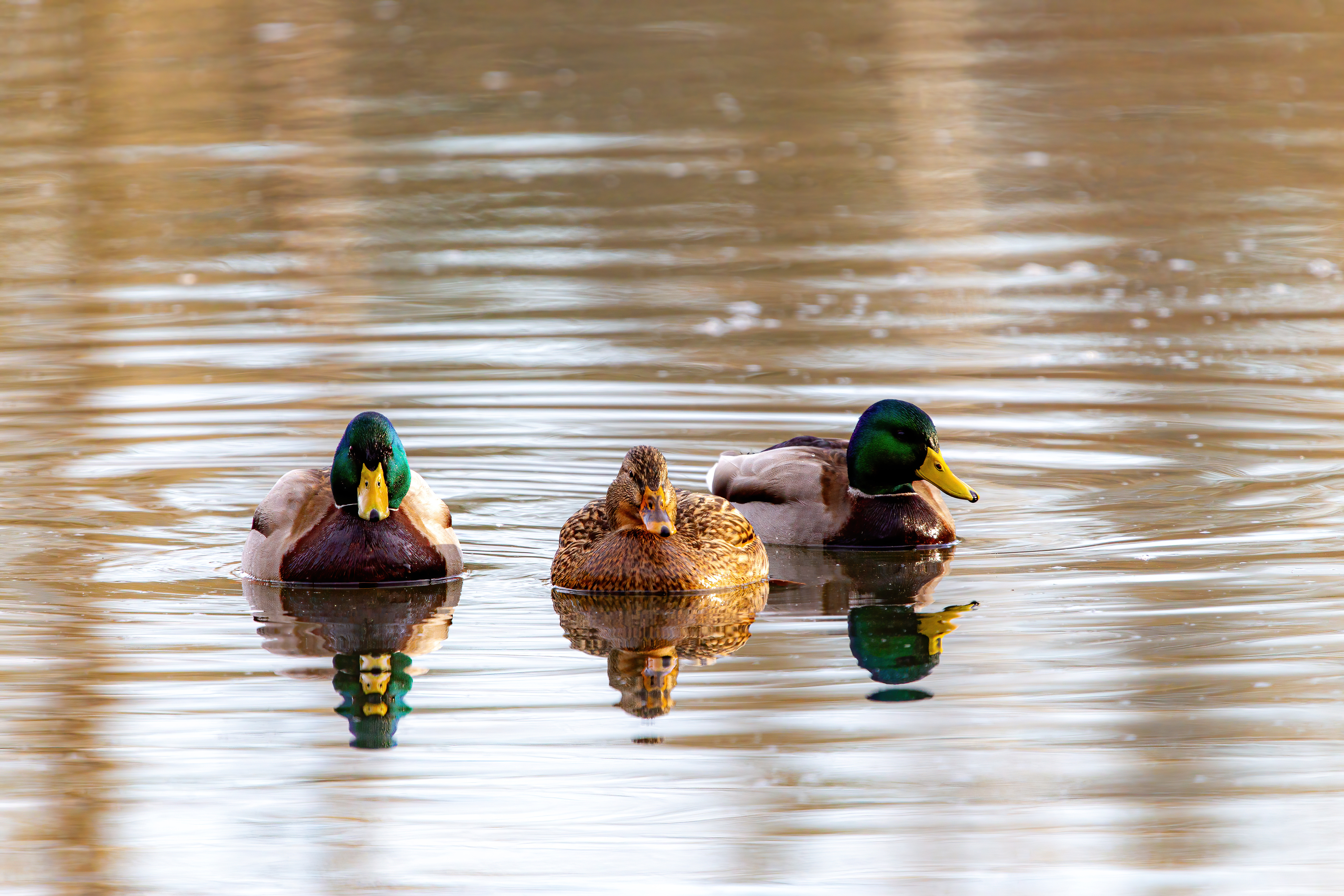 mallard duck (2)