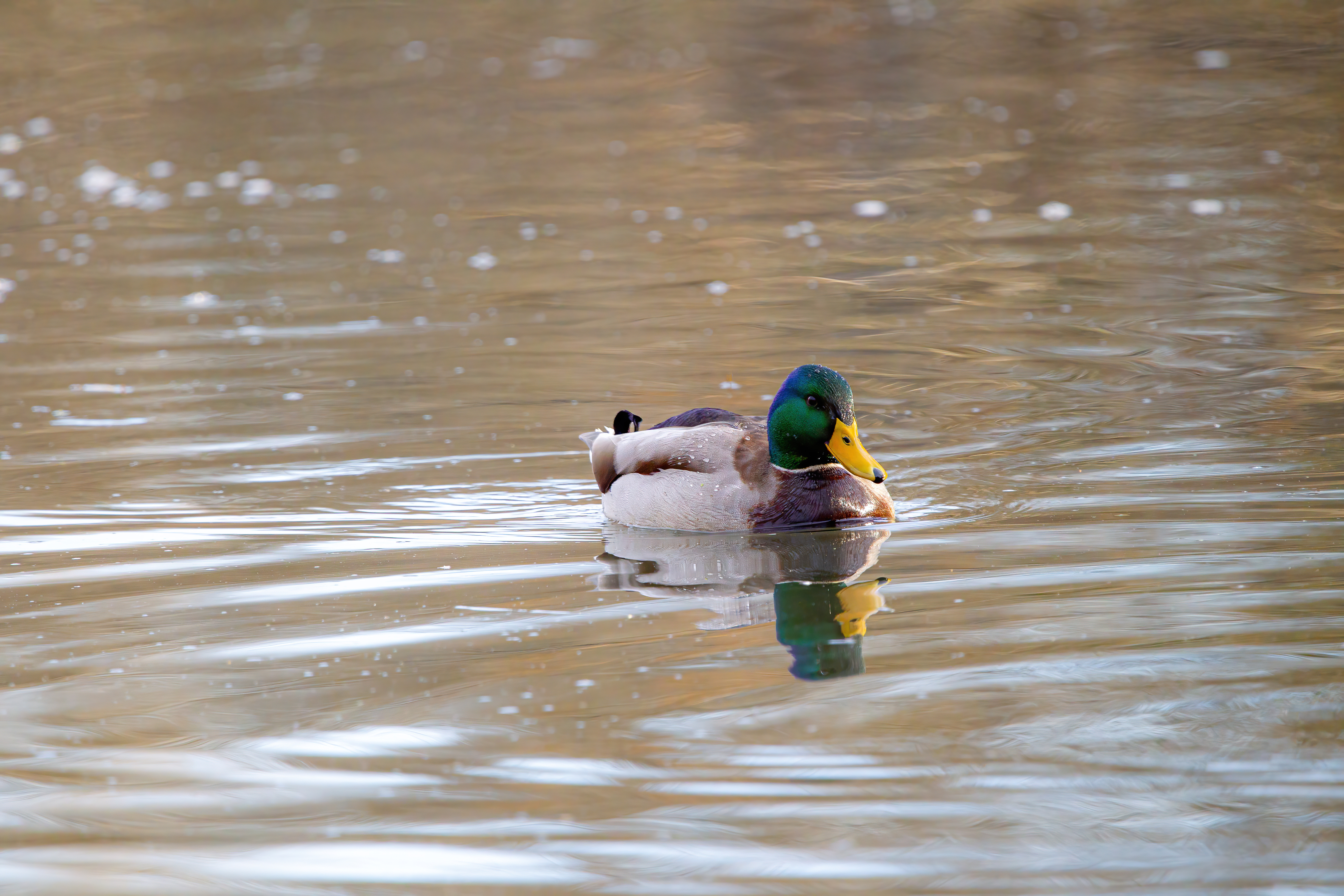 mallard duck (3)