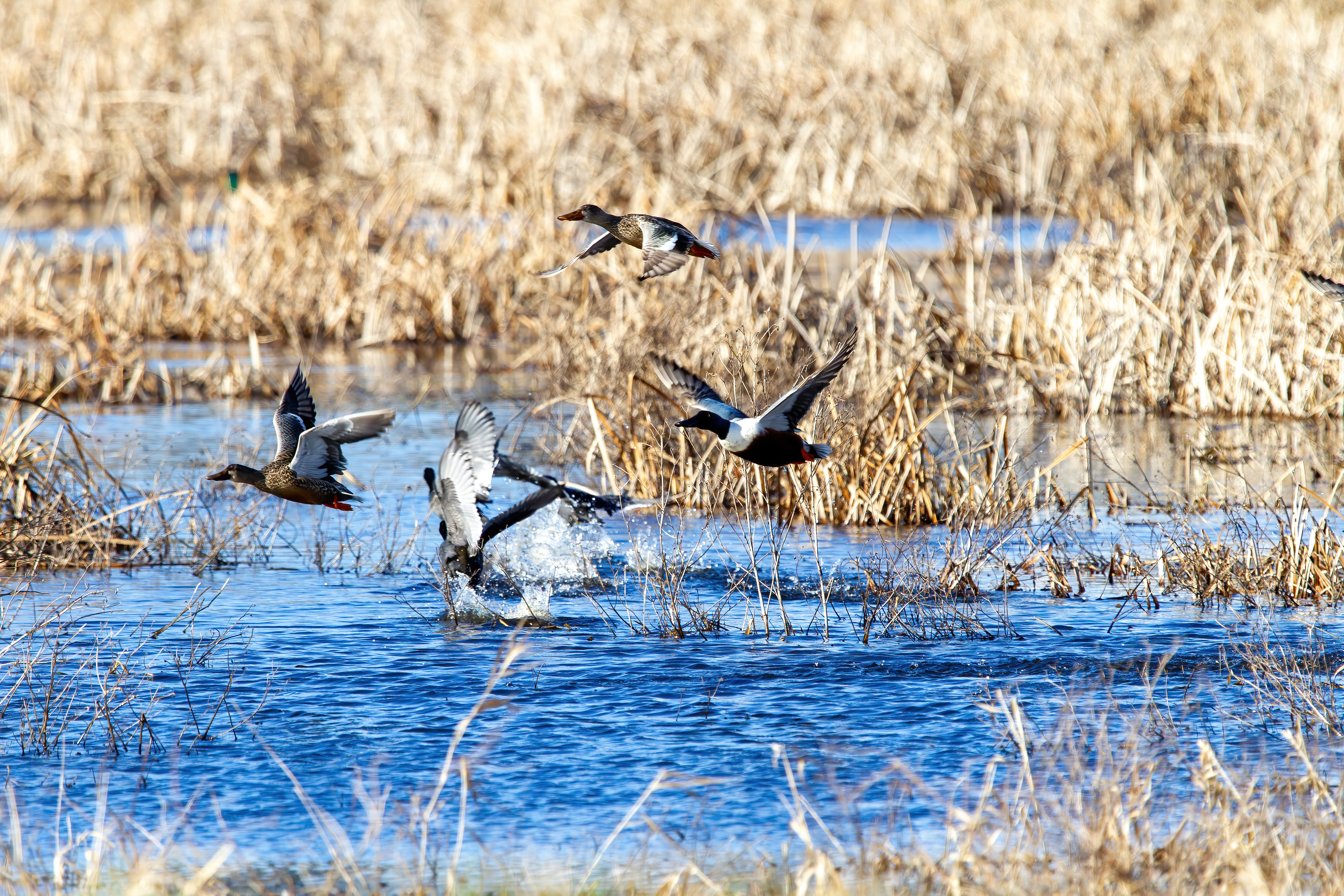 mallard duck (7)