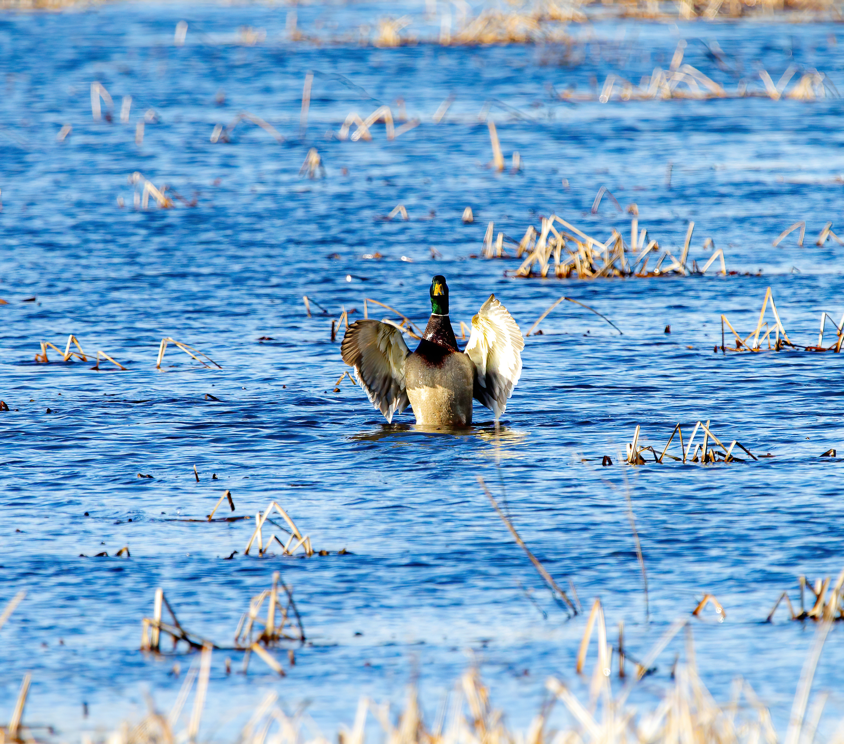 mallard duck (8)