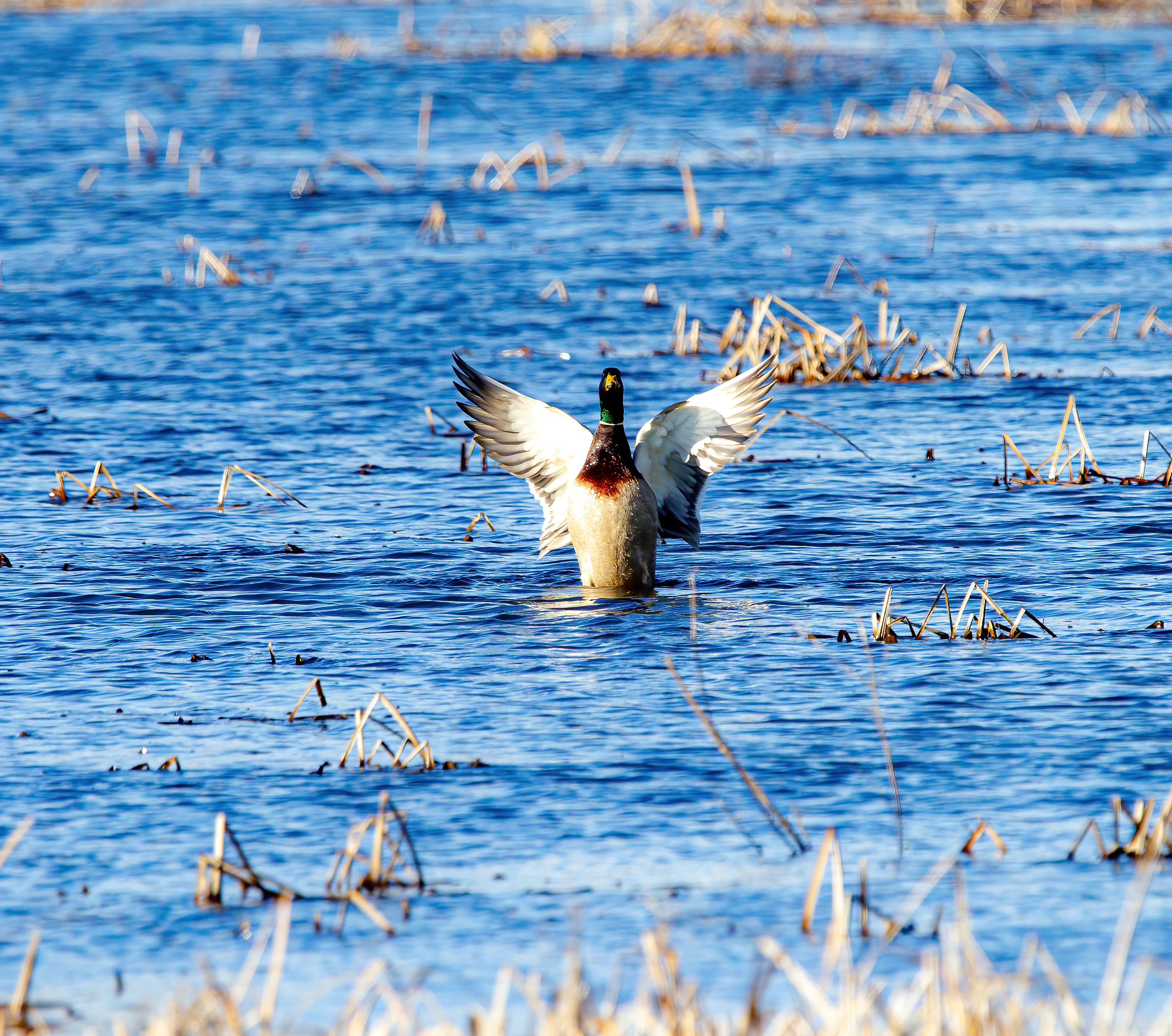 mallard duck (10)