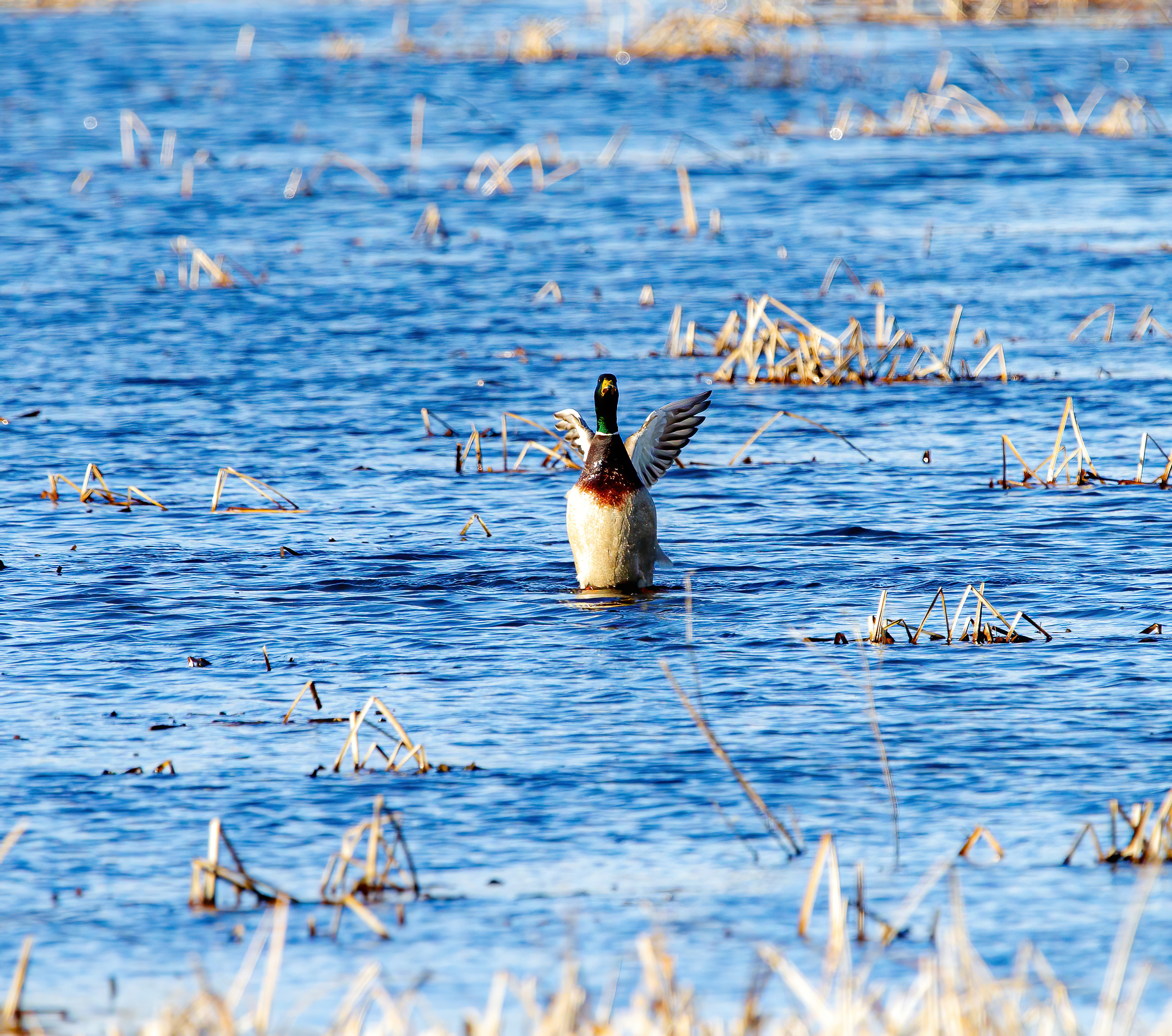 mallard duck (12)