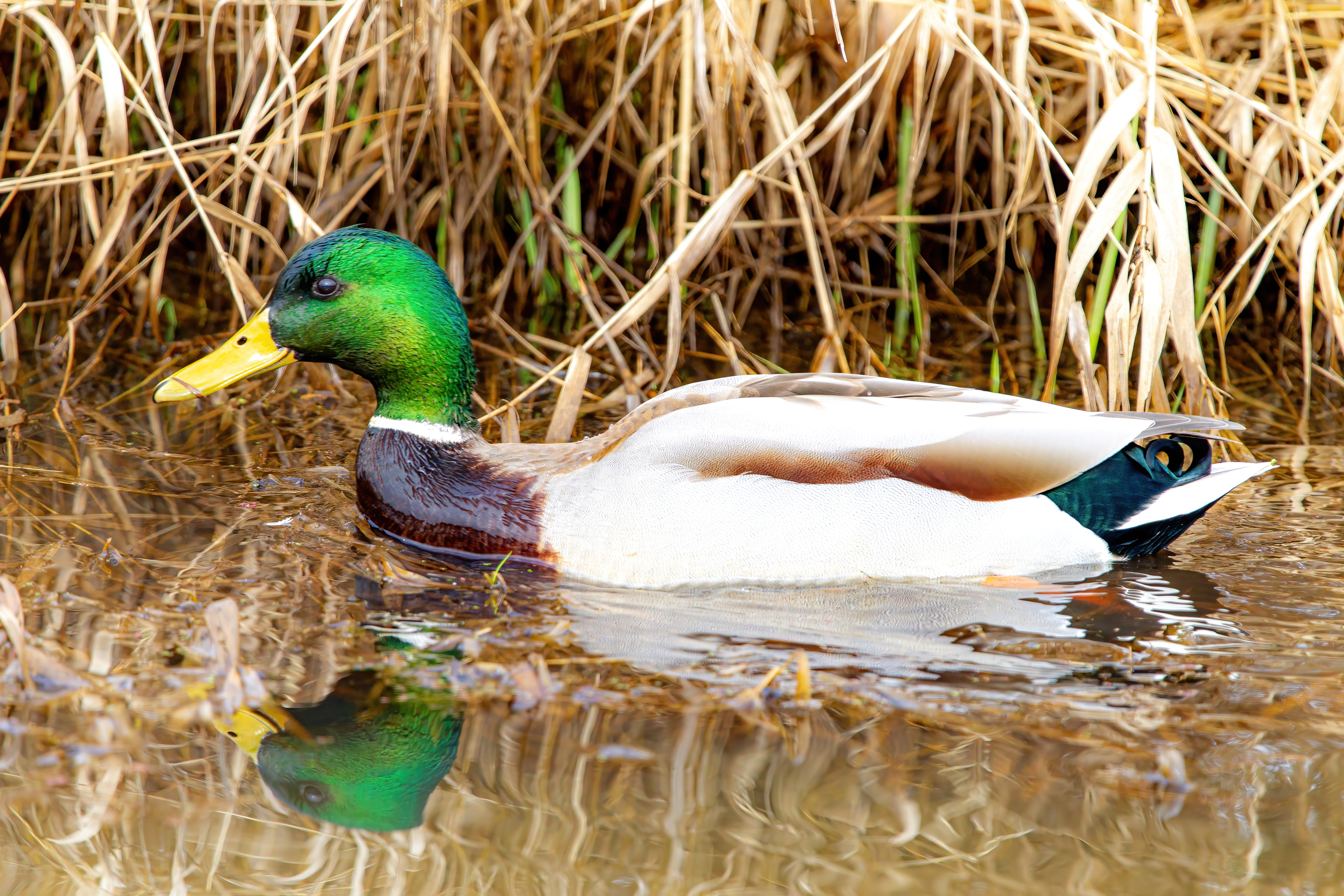 mallard duck (15)
