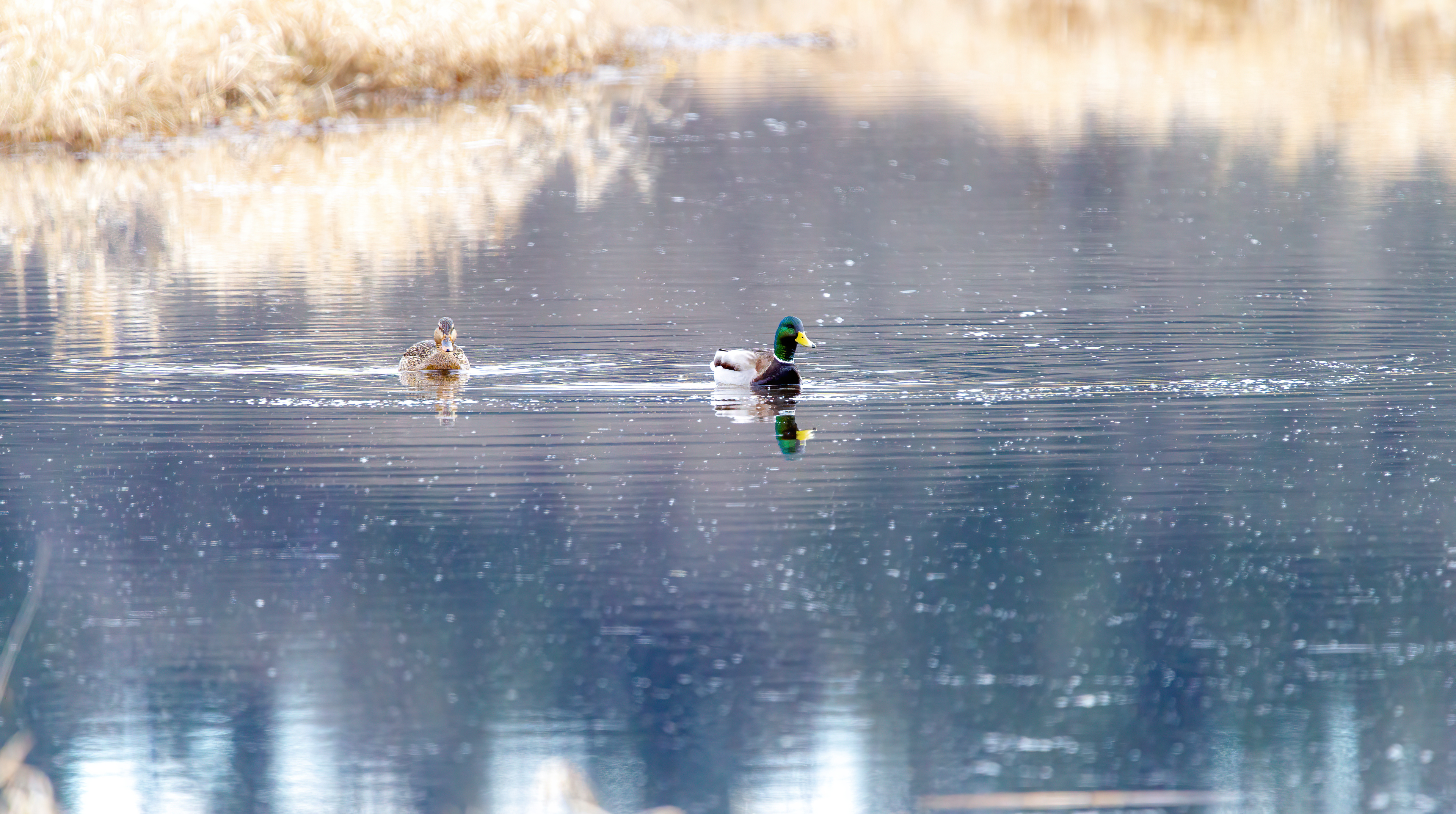 mallard duck (17)