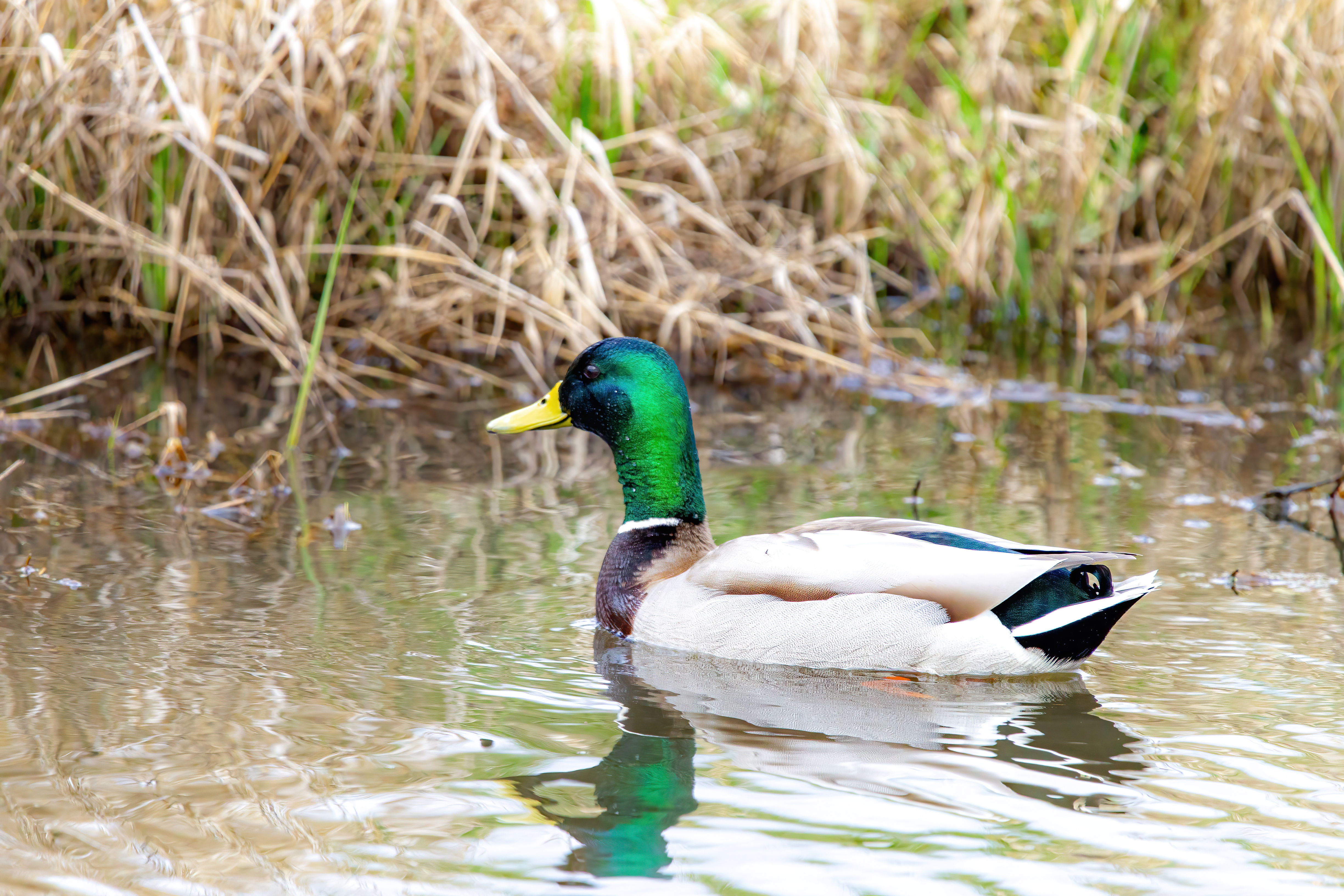 mallard duck (19)