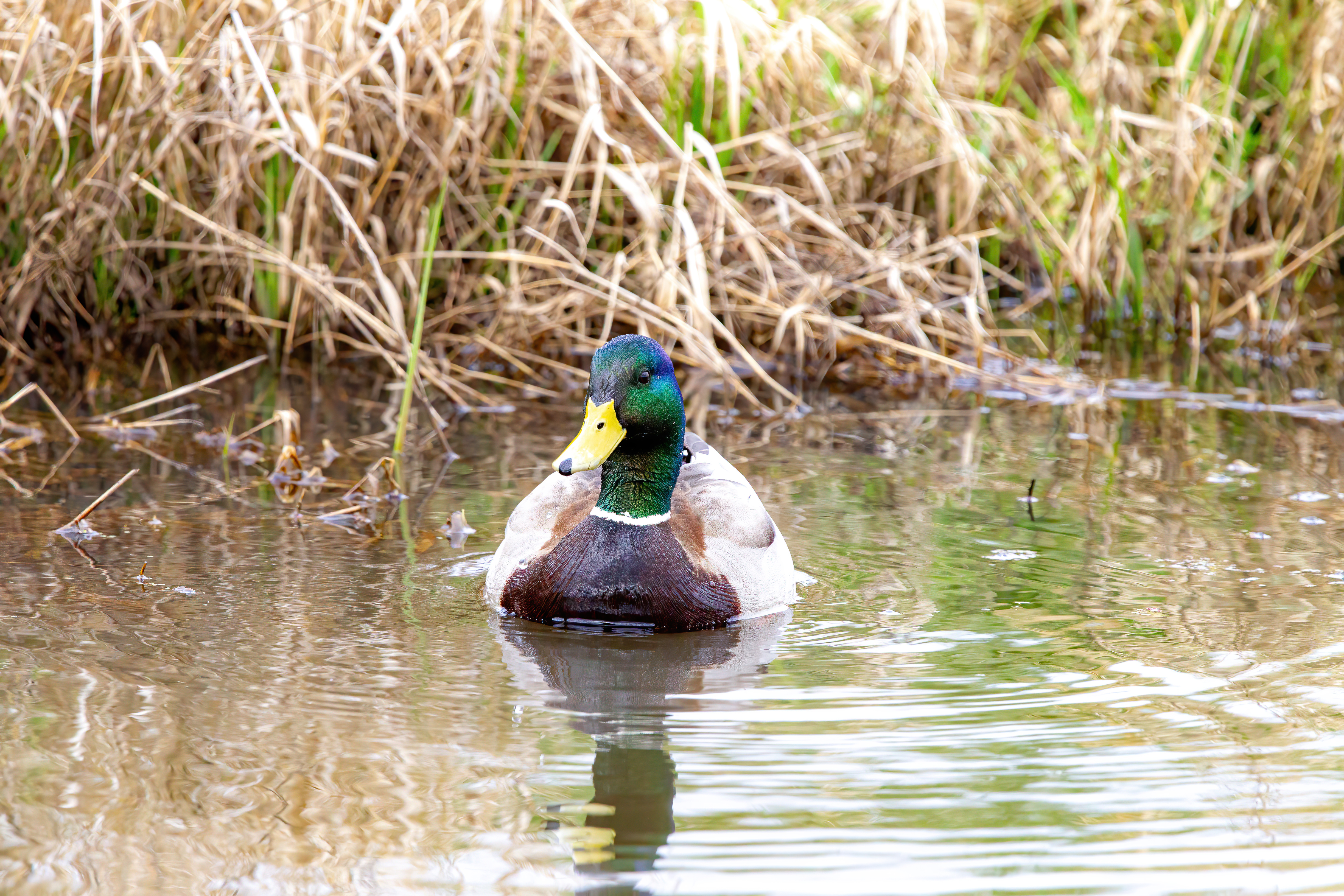 mallard duck (21)