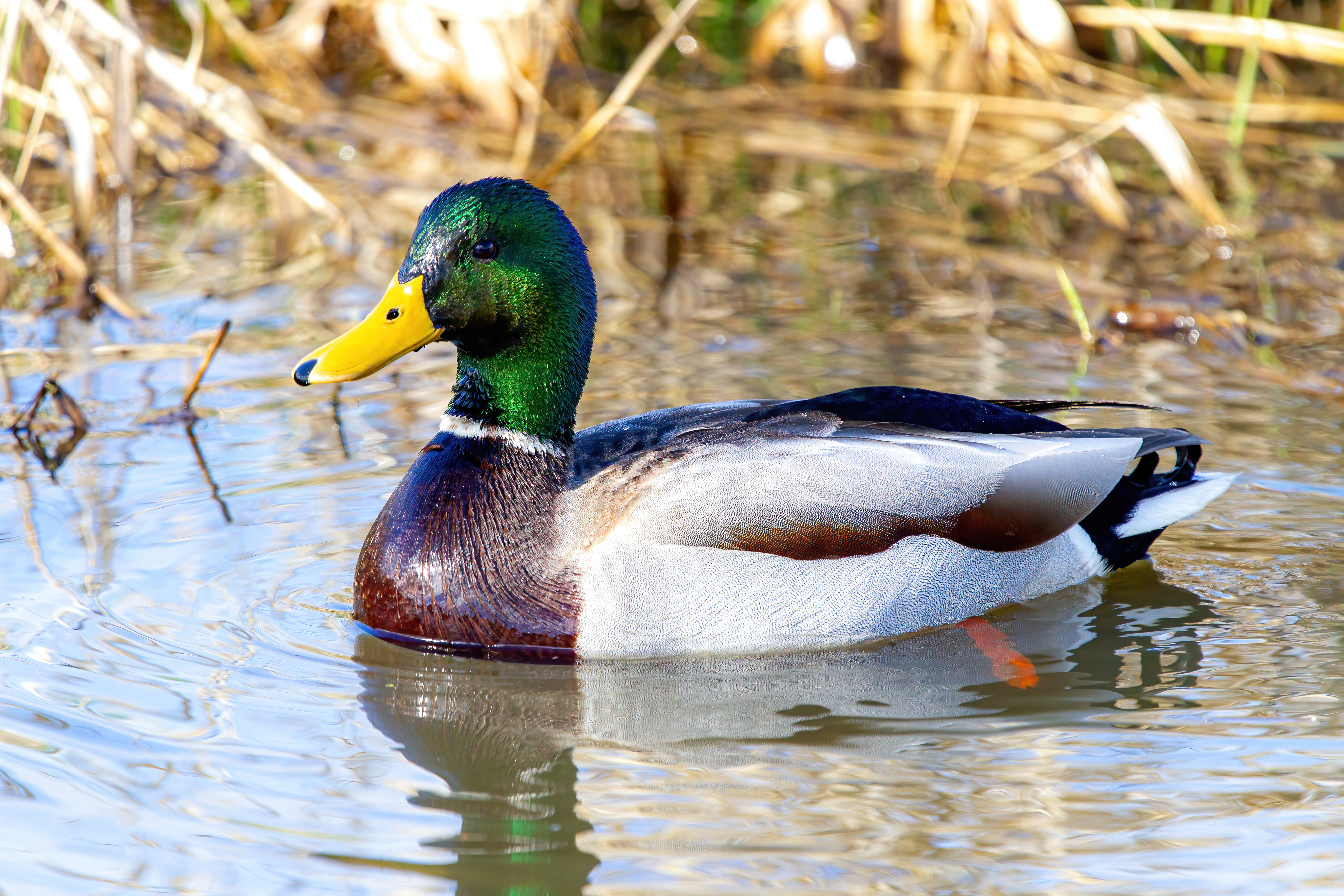 mallard duck (22)