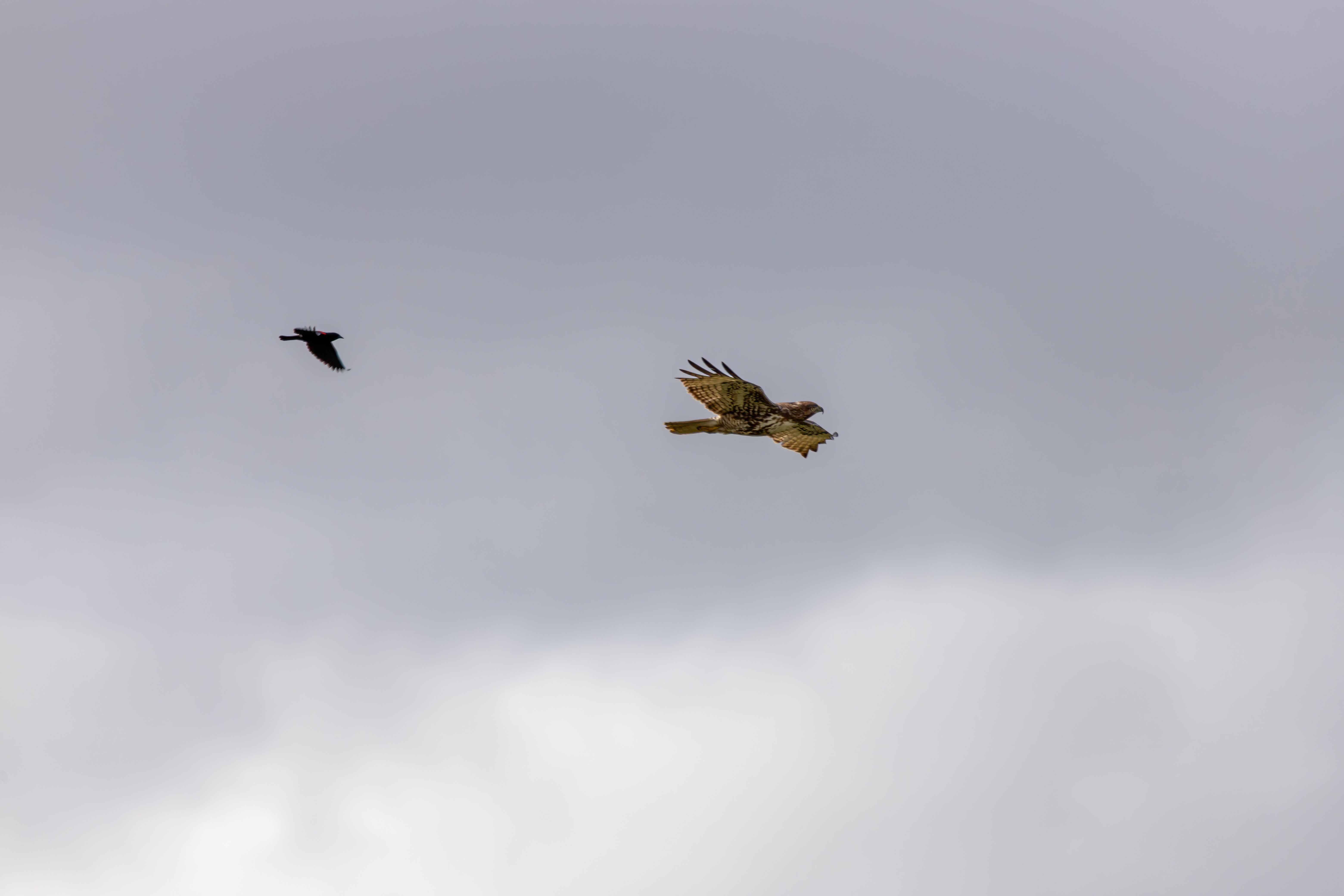 northern harrier (23)