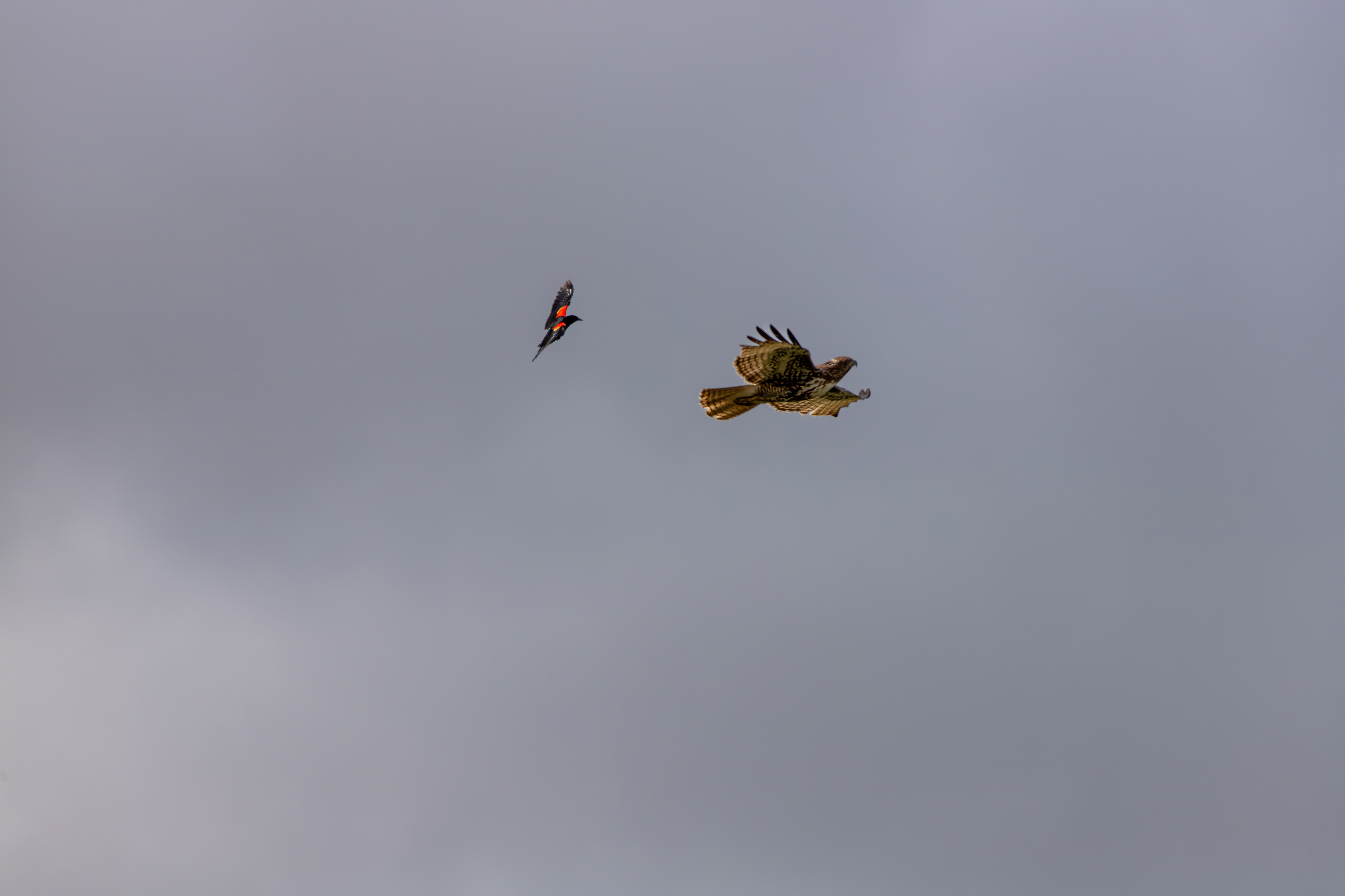 northern harrier (26)