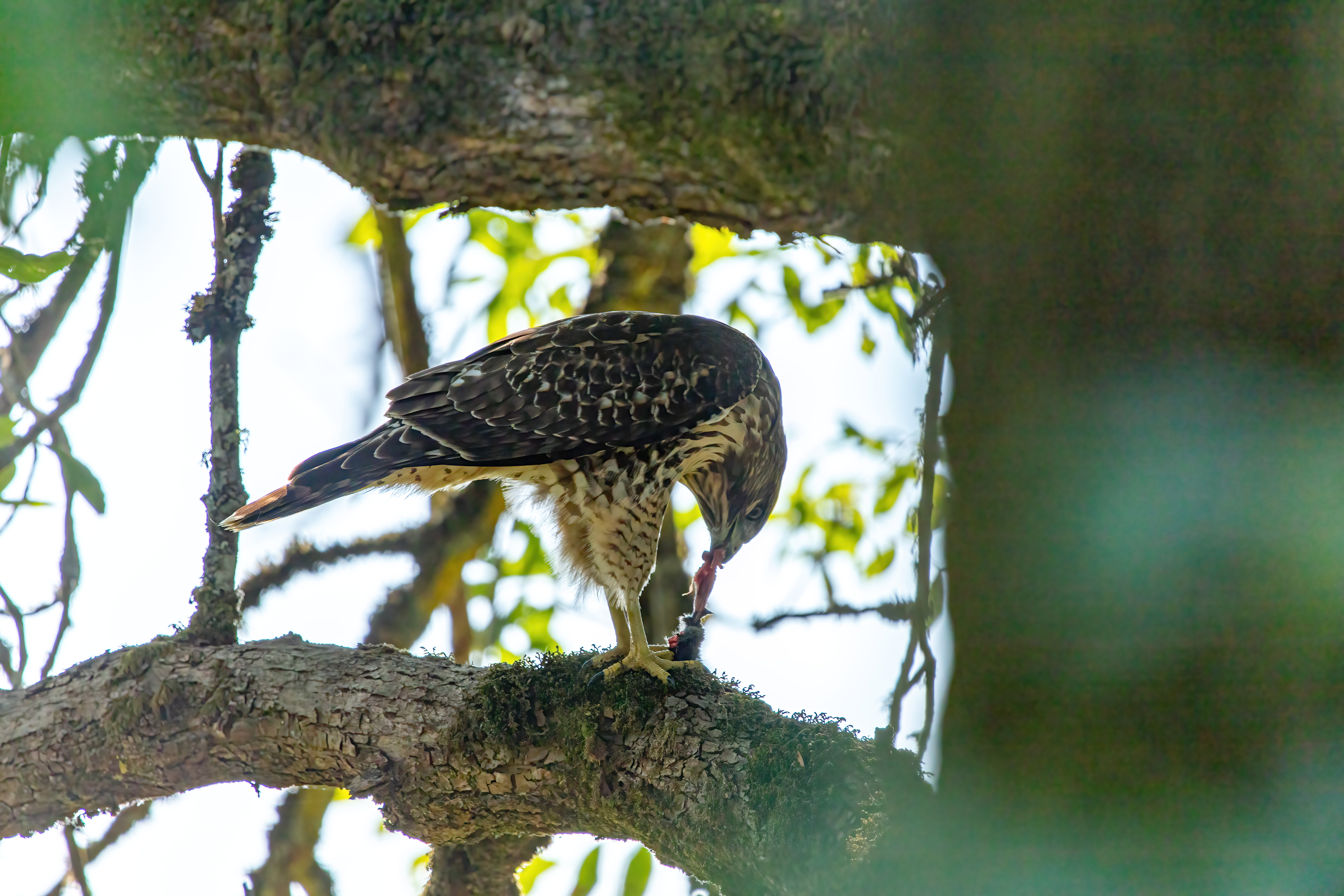 northern harrier (1)