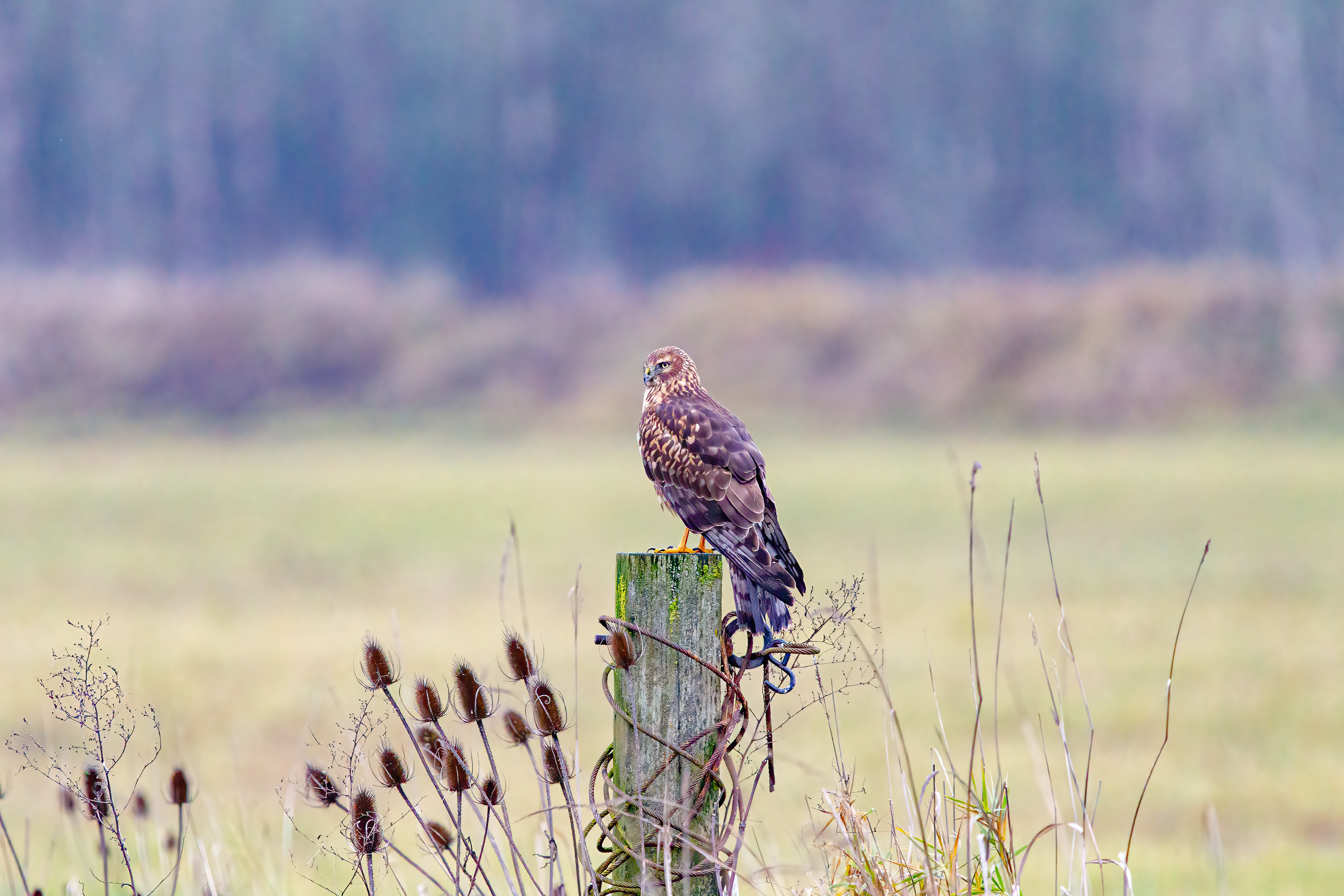 northern harrier (5)